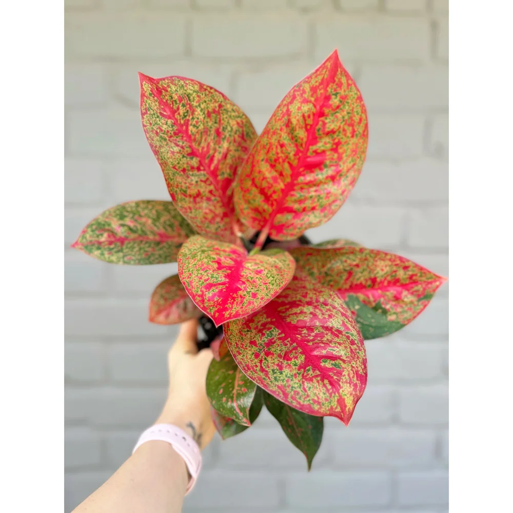 faux fiddle leaf fig tree 7 feet Fiddle Leaf Fig Bush Houseplant main image 0
