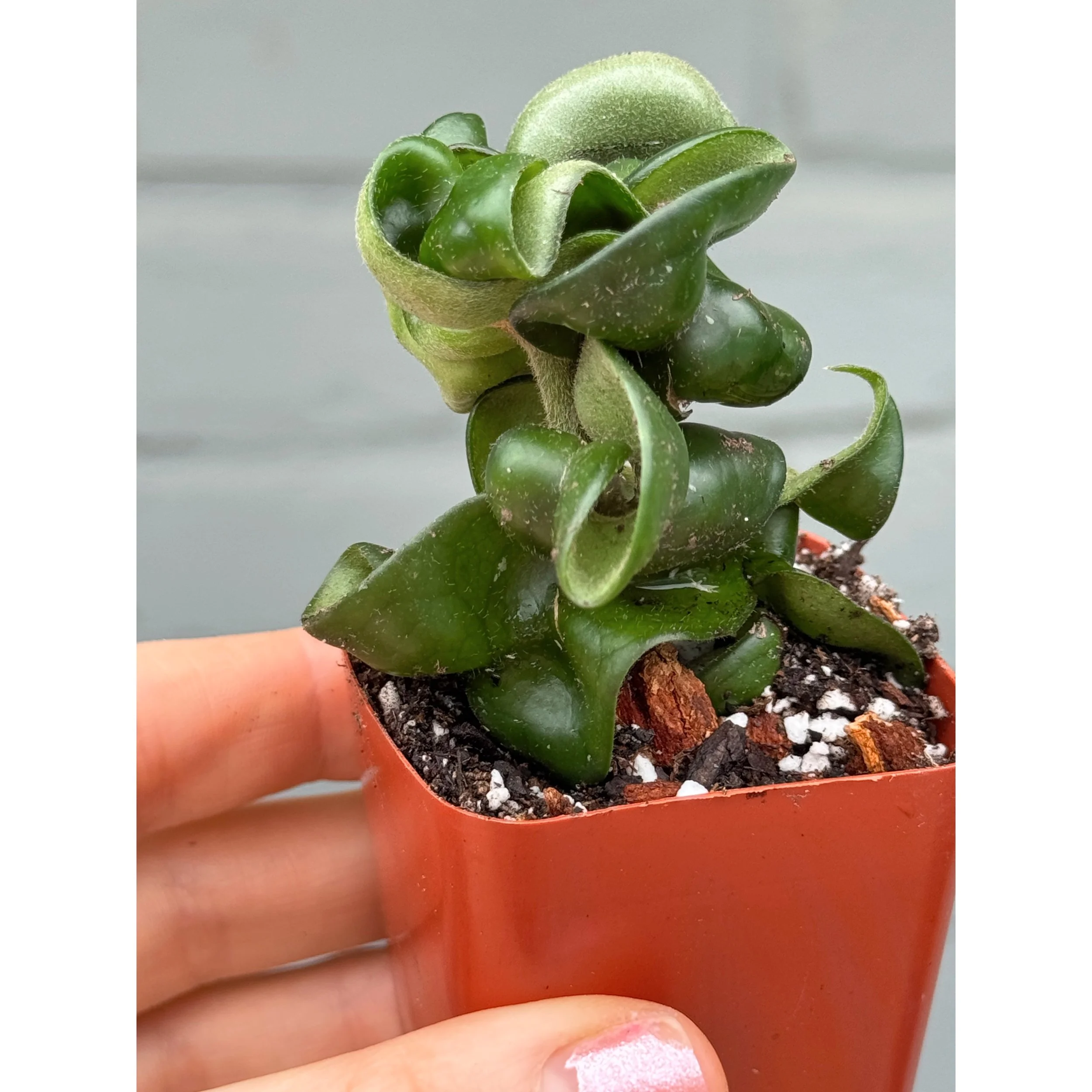 Hoya Carnosa Compacta 'Hindu Rope'