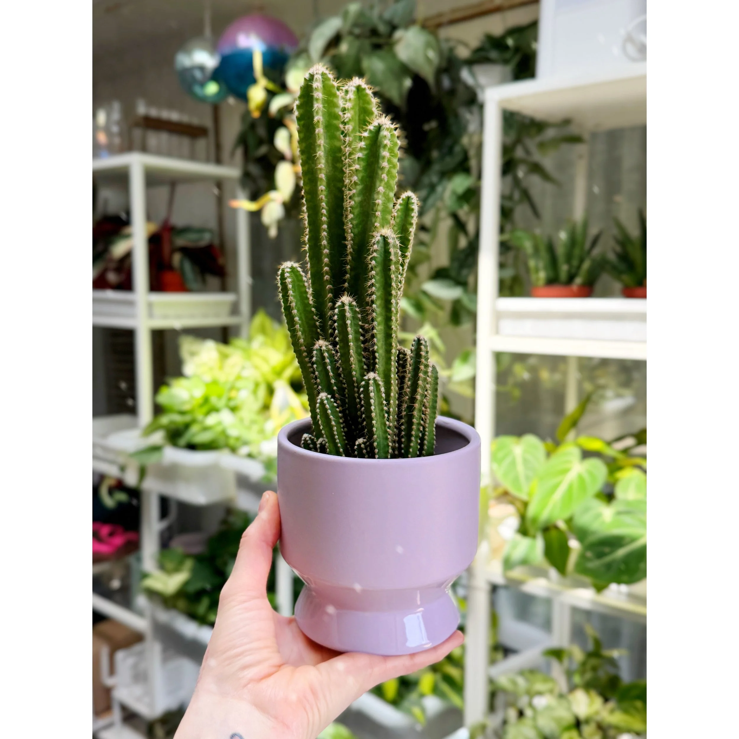 'Fairy Castle Cactus' in Lilac Pasadena Pot