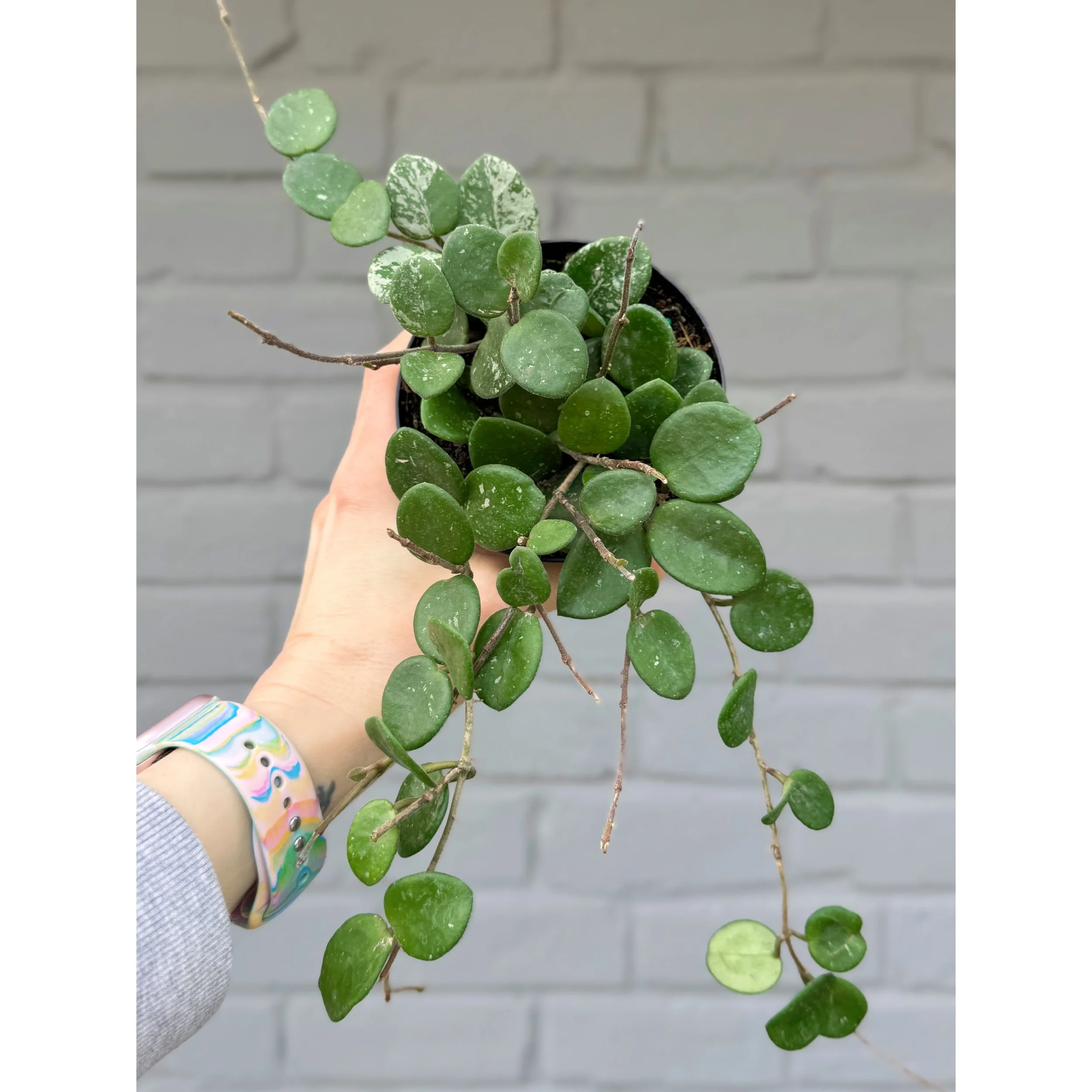 HOYA ロヘリ 250808 21 Hoya EPC 209 NRT-1 – Christine's Tropical & Exotic Plants