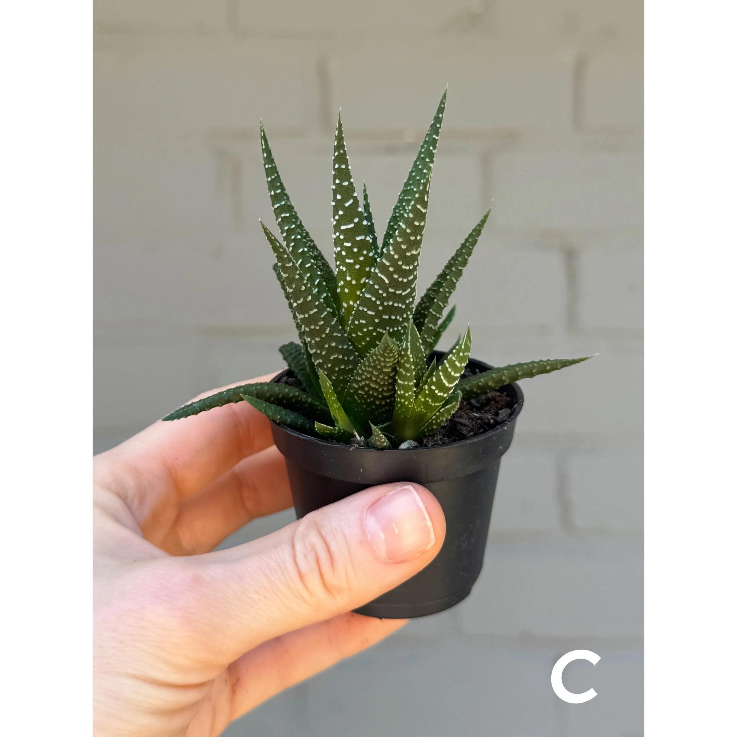 Haworthia Concolor C
