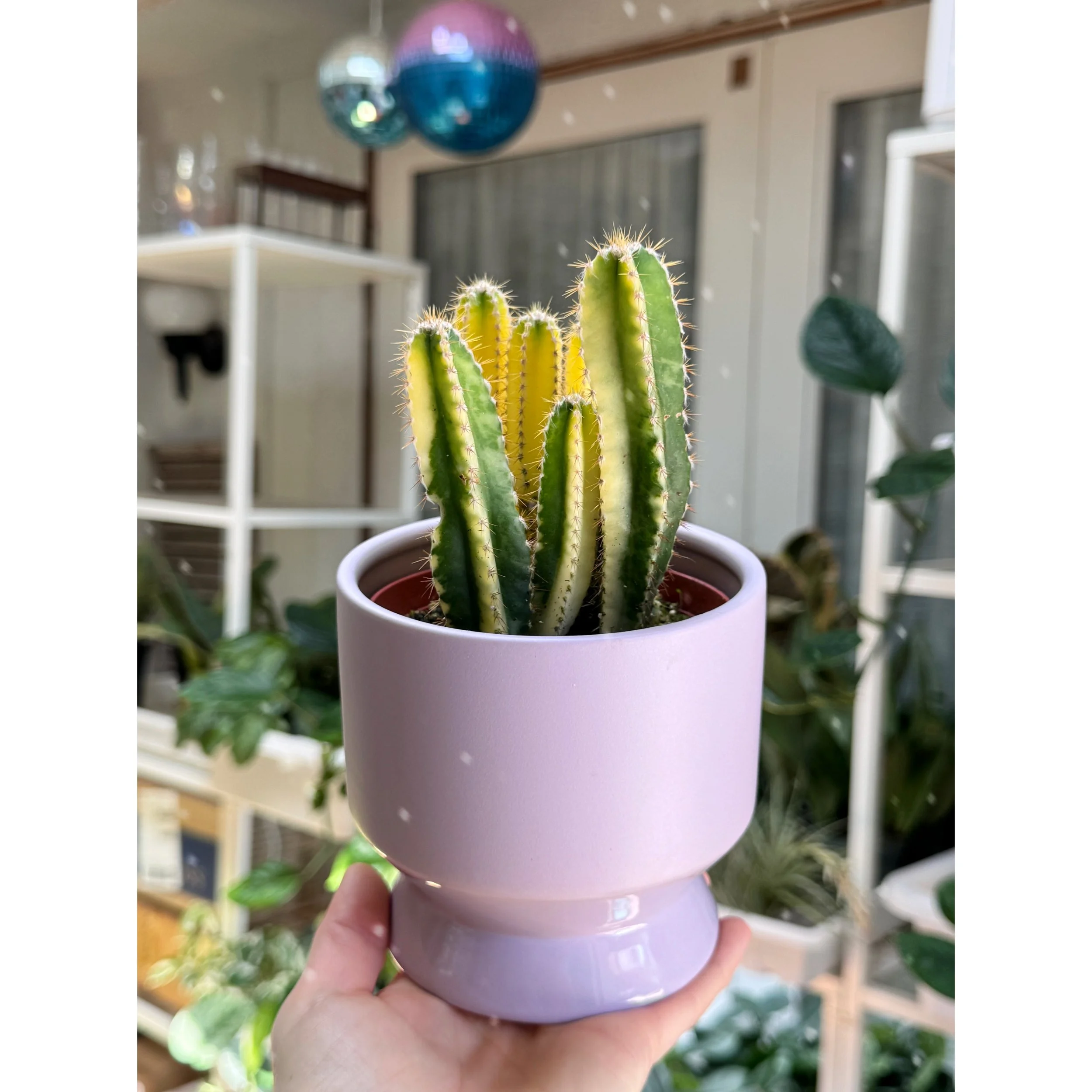 Variegated Fairy Castle Cactus- Acanthocereus Tetragonus 'Aurea' in Lilac Pasadena Pot