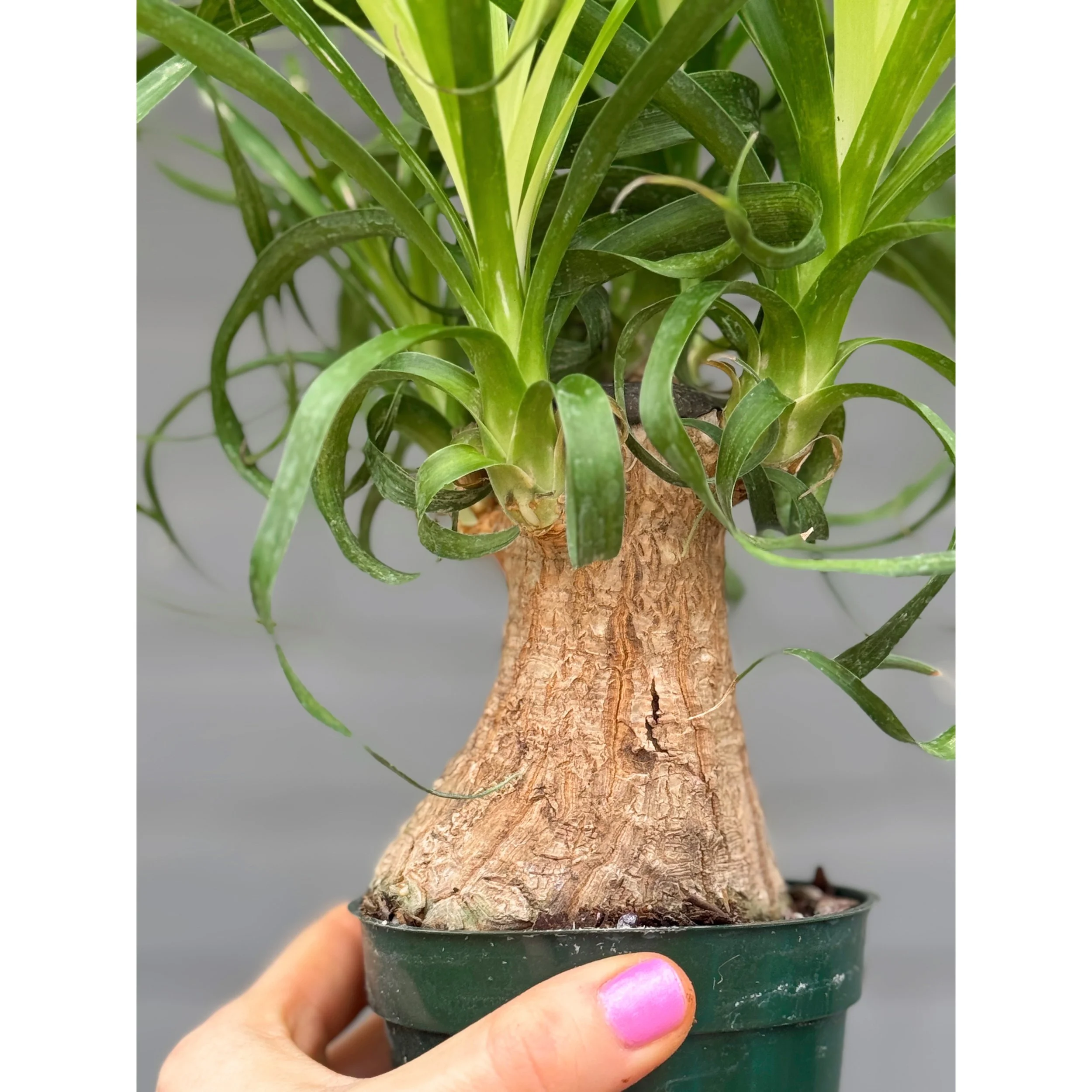 Beaucarnea Recurvata 'Ponytail Palm'