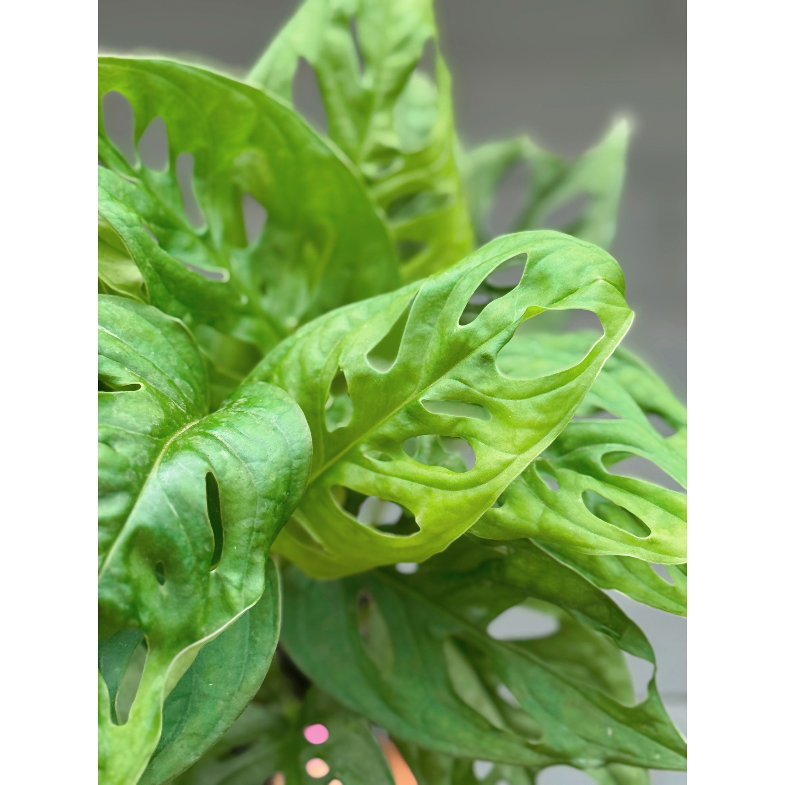 Monstera Adansonii (Wide Form) 'Swiss Cheese'