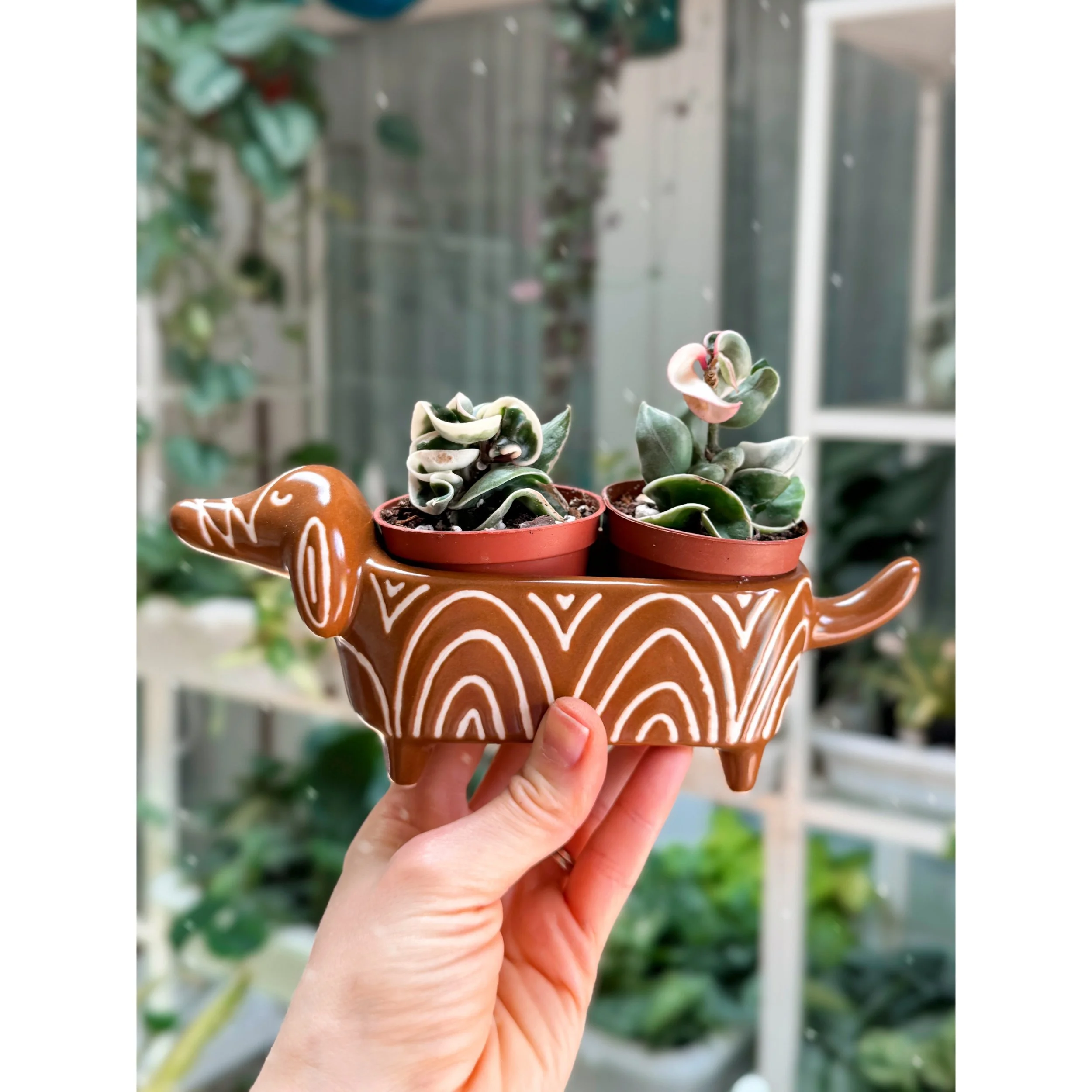 Hoya Carnosa Compacta Variegated 'Hindu Rope' in Puppy Love Pot