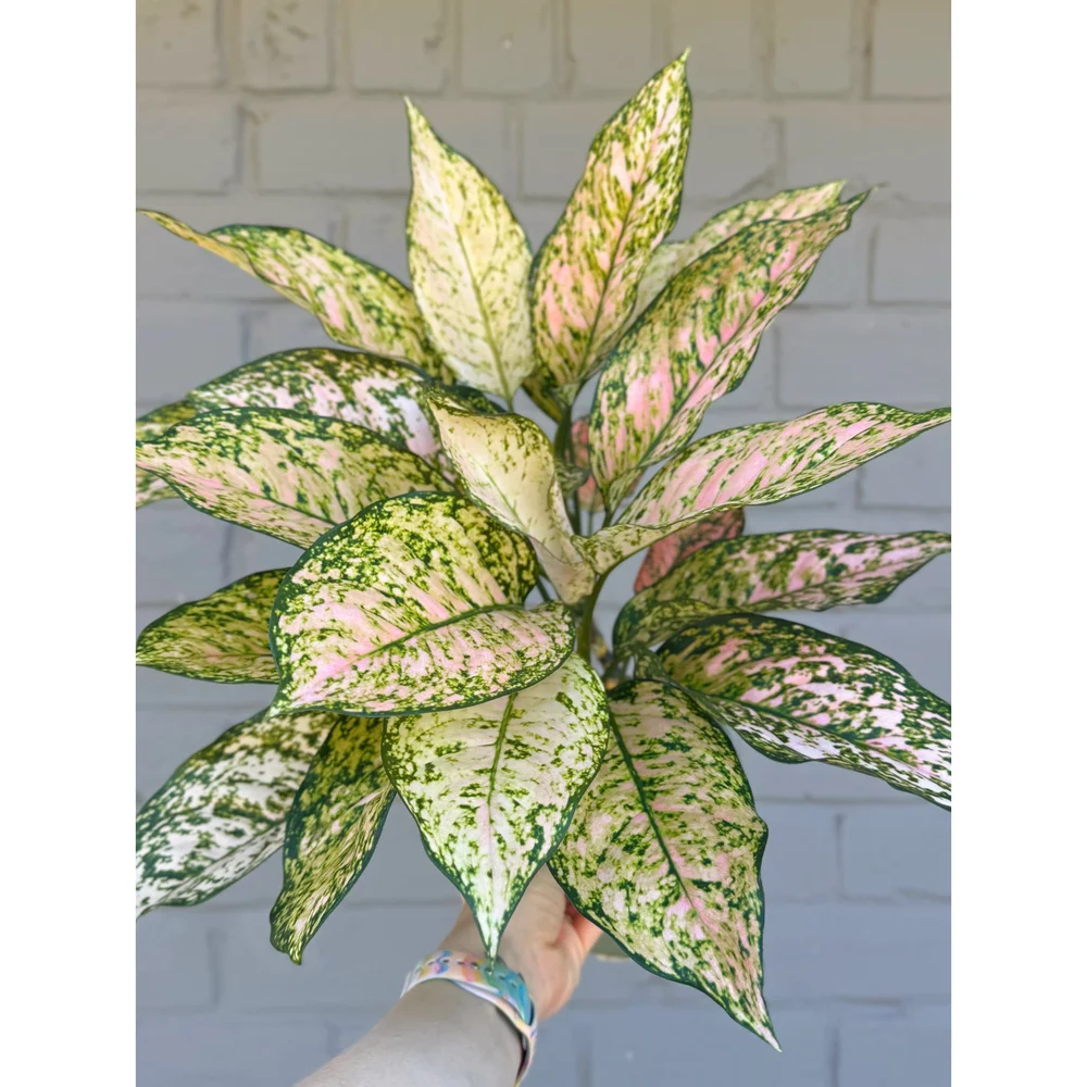 Aglaonema Hybrid Etta Rose 6"  Stayin' Alive Succulents