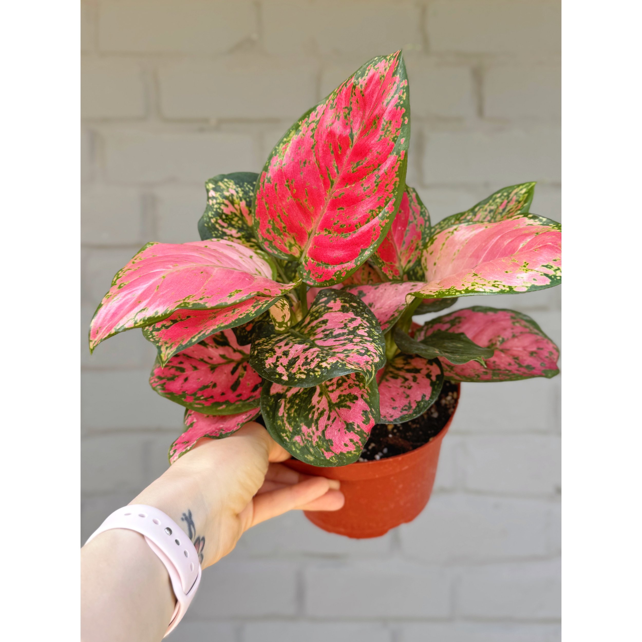 Aglaonema Hybrid 'Lady Valentine' 6"