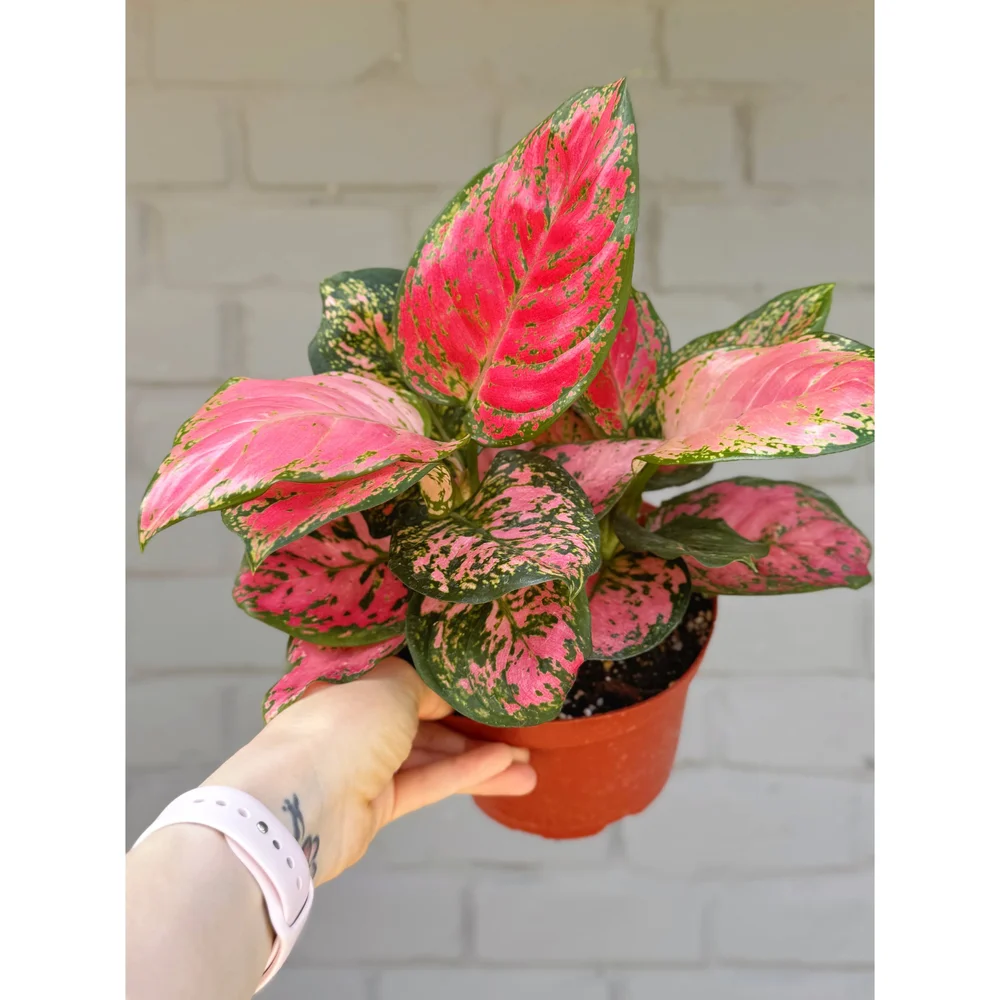 Aglaonema Pink 'Lady Valentine' 6