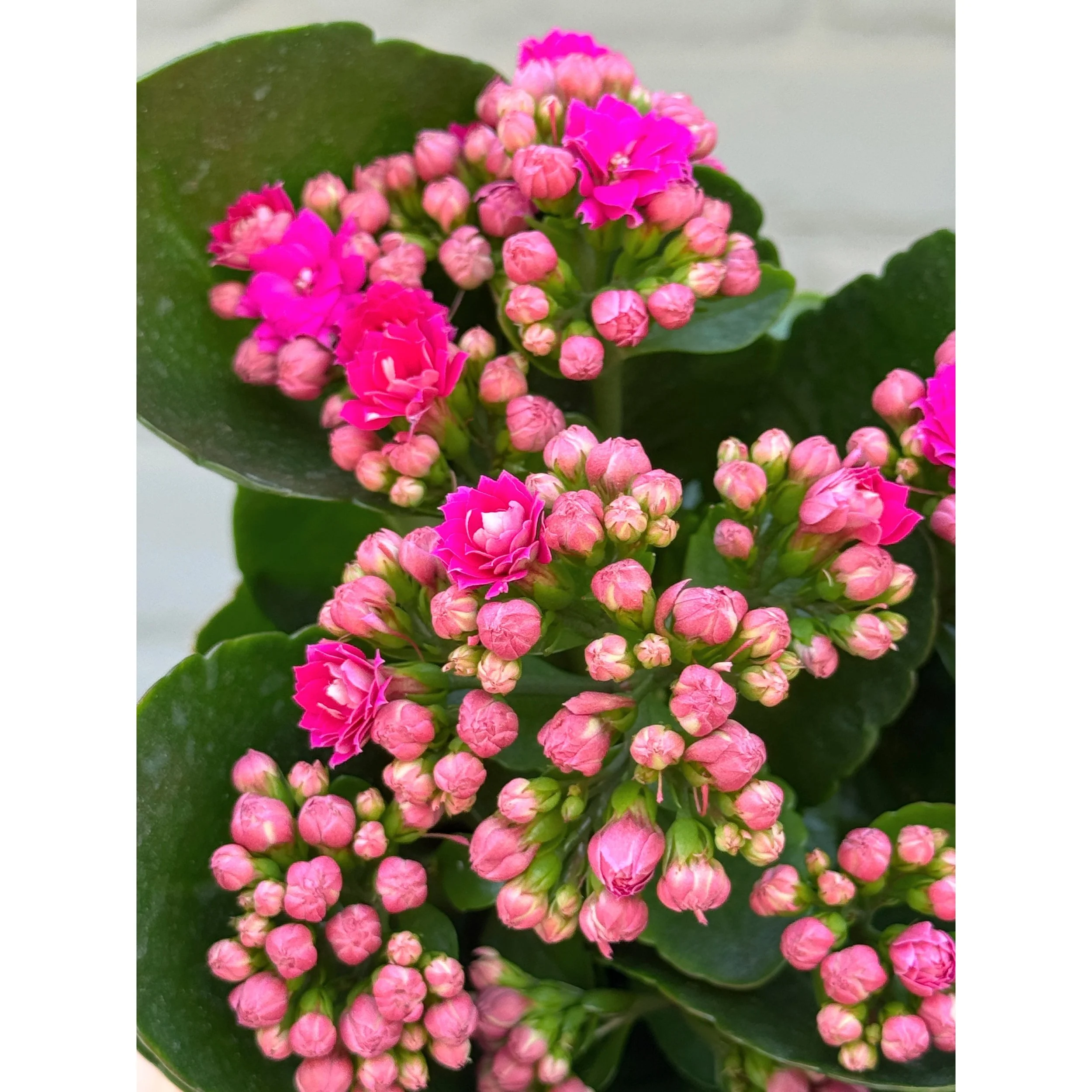 Pink Blooming Calandiva