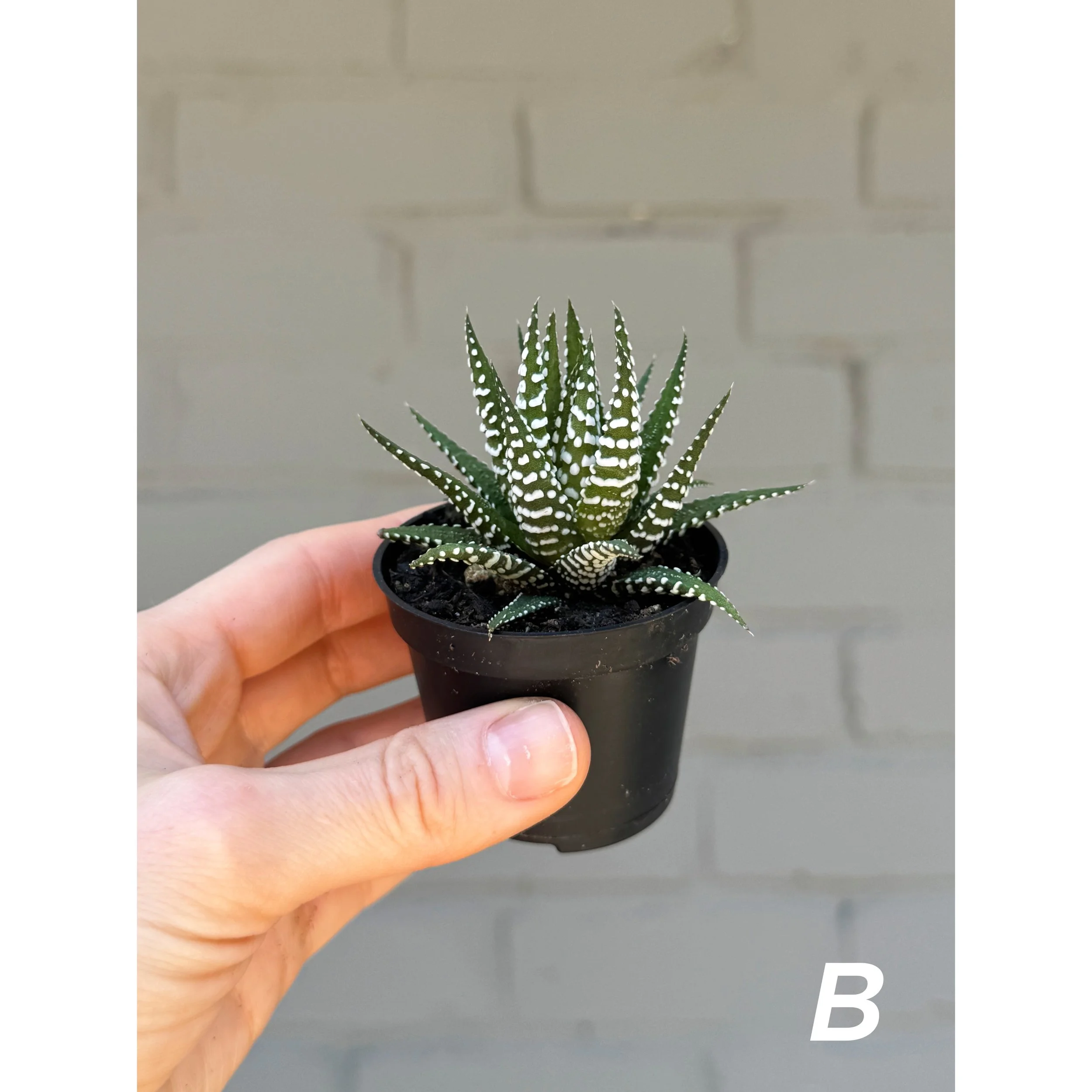 Haworthia Big Band B