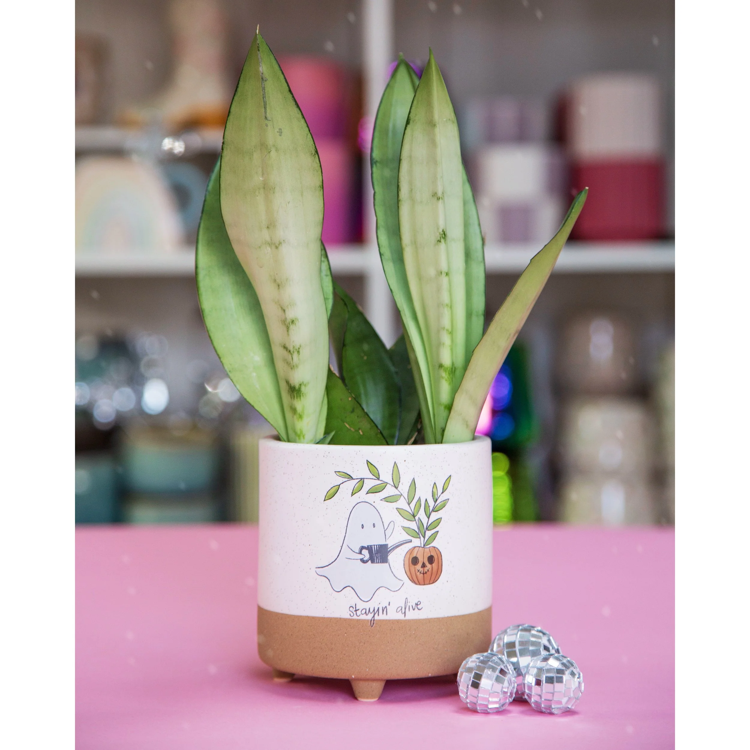 Optimistic Ghost Pot - Stayin' Alive with Sansevieria Moonshine