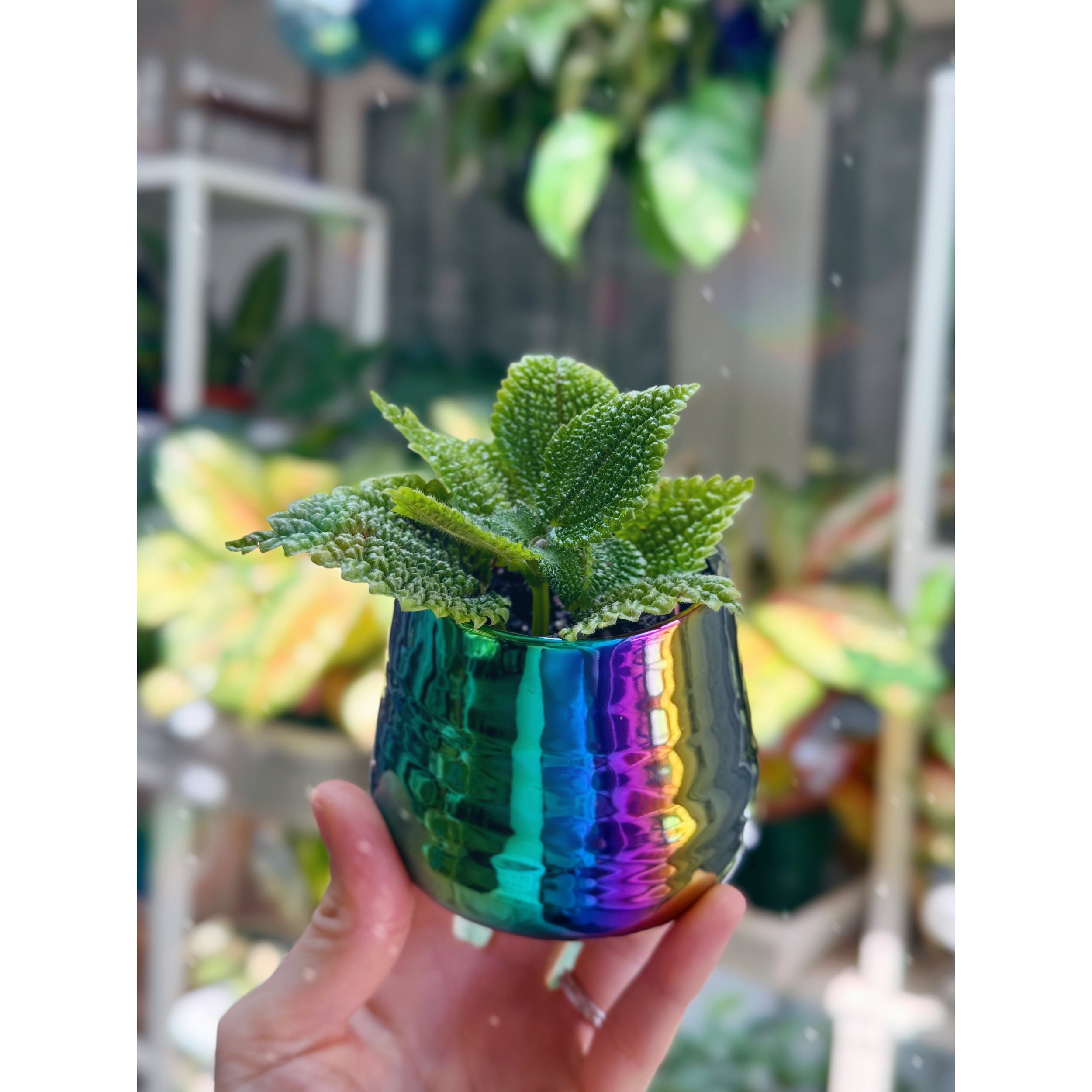 Pilea Mollis 'Moon Valley' in Tegan Rainbow Pot