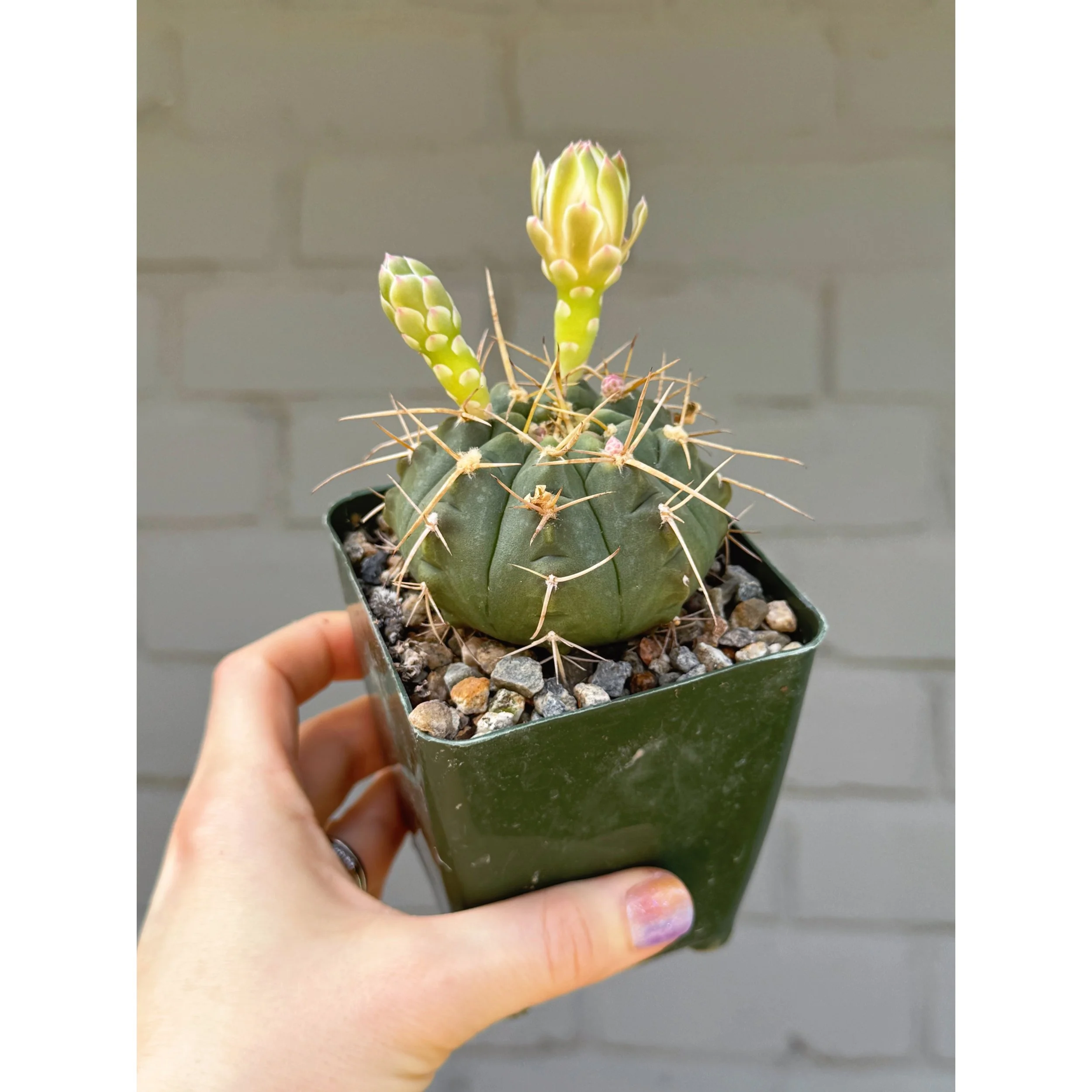 Gymnocalycium Cactus