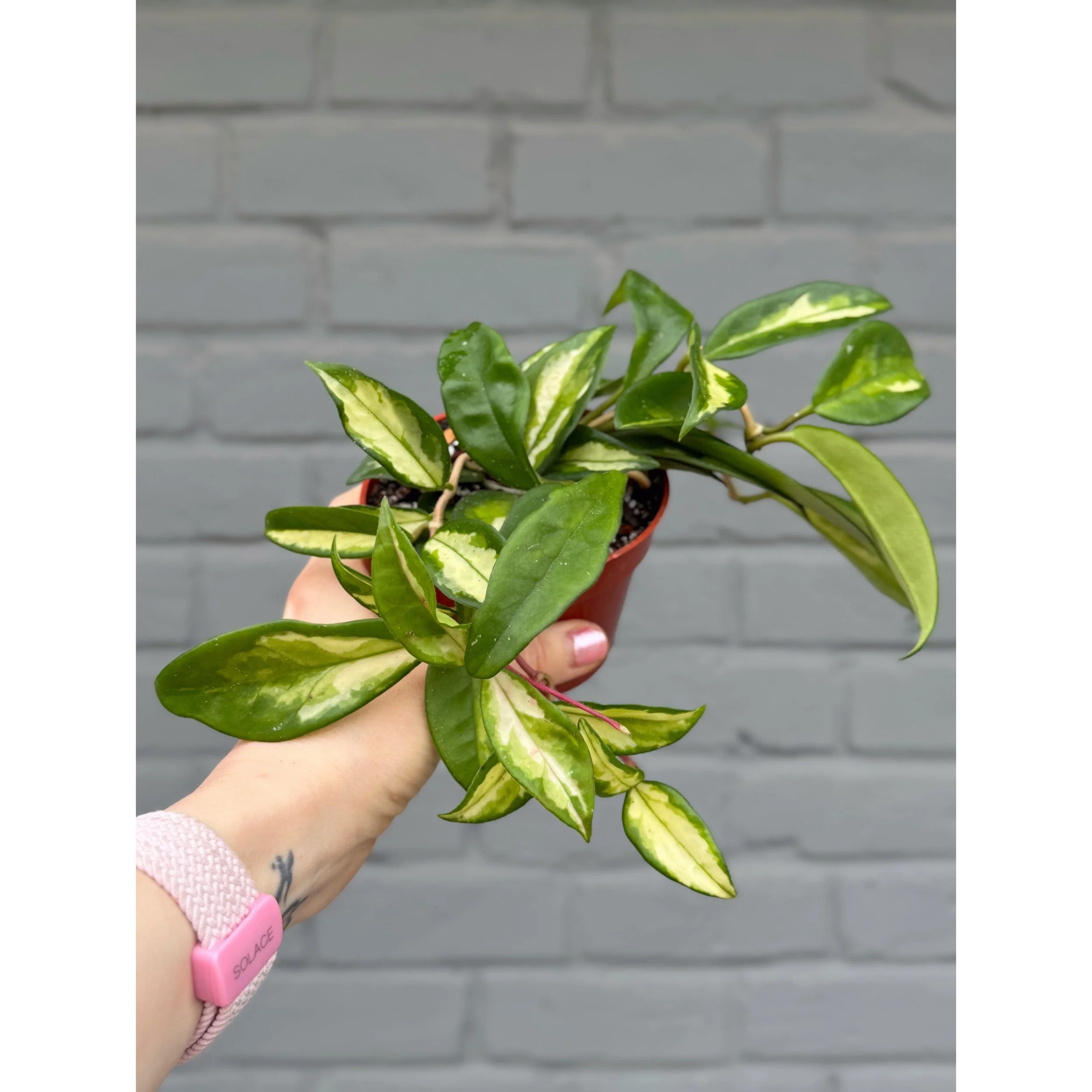 Hoya Carnosa Tricolor 'Krimson Princess'