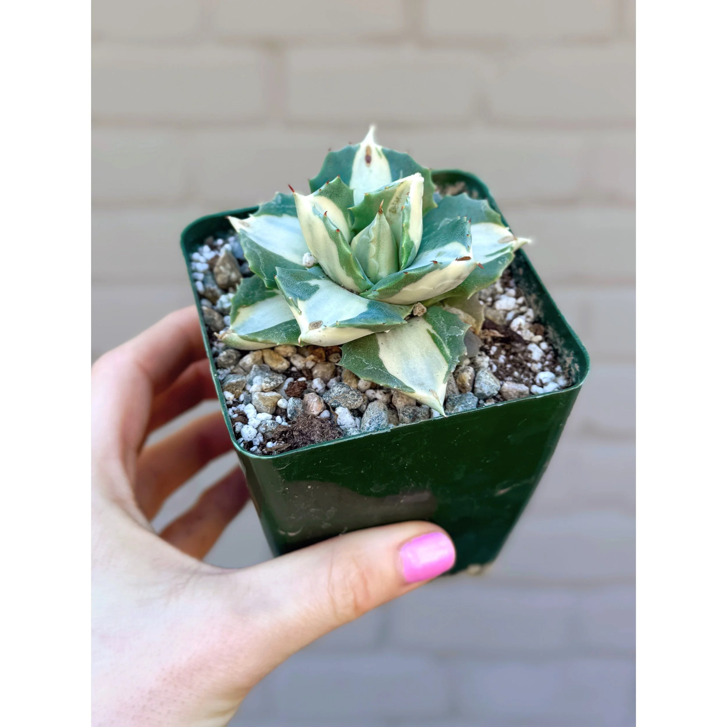 Agave Isthmensis f. Mediopicta Alba 'Variegated Dwarf Butterfly Agave'