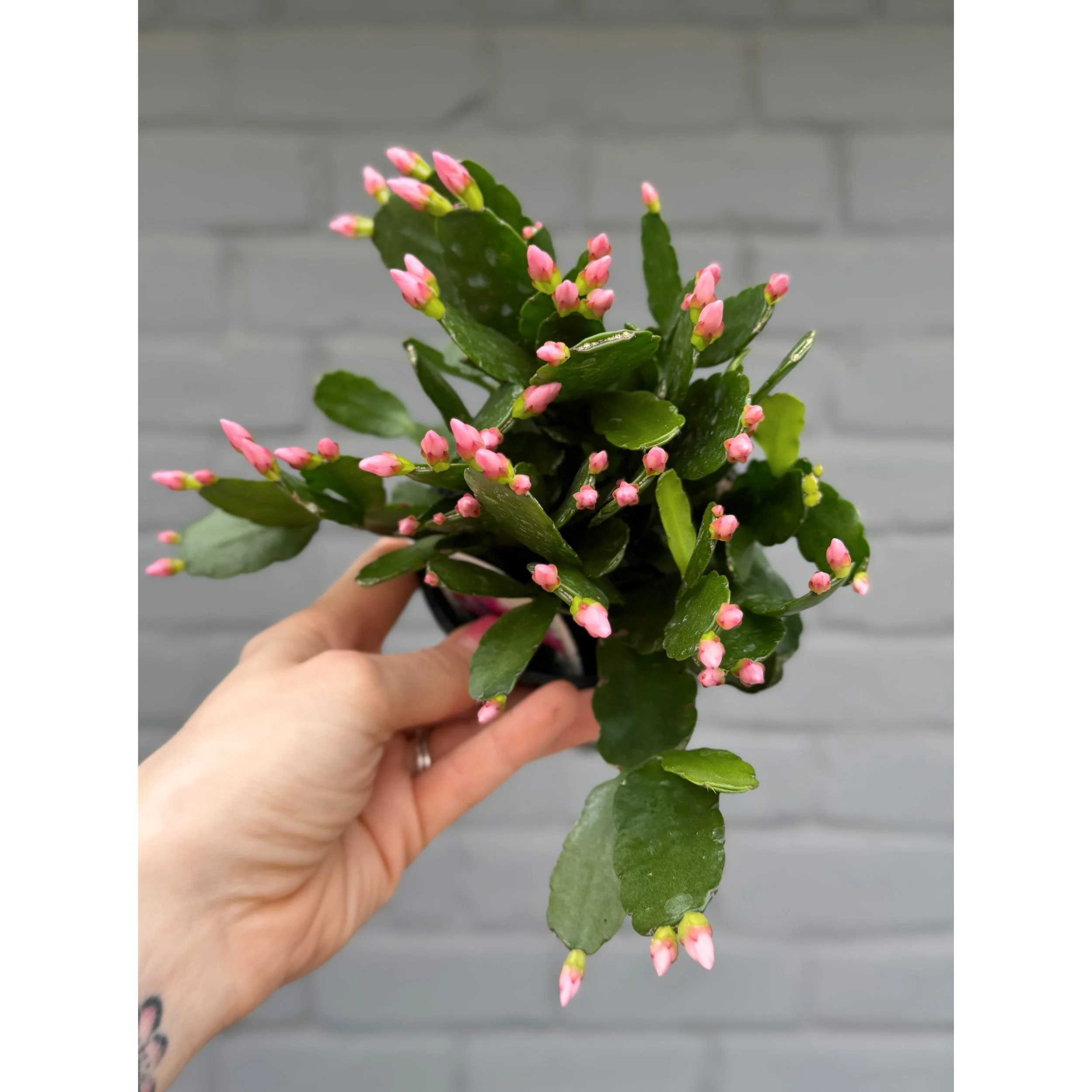 Spring Cactus - Light Pink