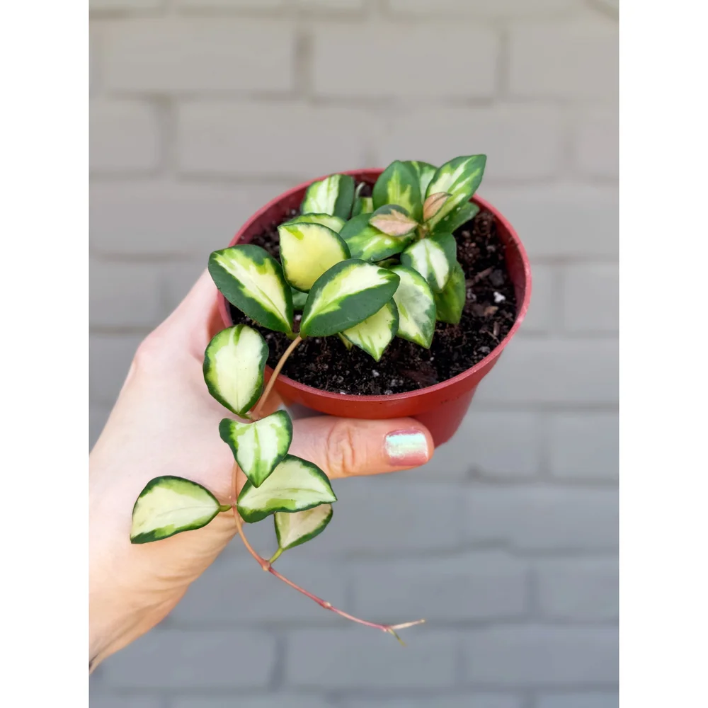 1025＊Hoya ＊ホヤ ＊diversifolia ＊グリーンオングリーン 1025＊Hoya