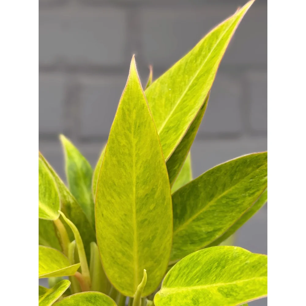 fashion fruit plant 10 Blue Crown PASSION FLOWER / Passion FRUIT Passiflora Caerulea Orang –  Seedville USA main image 1