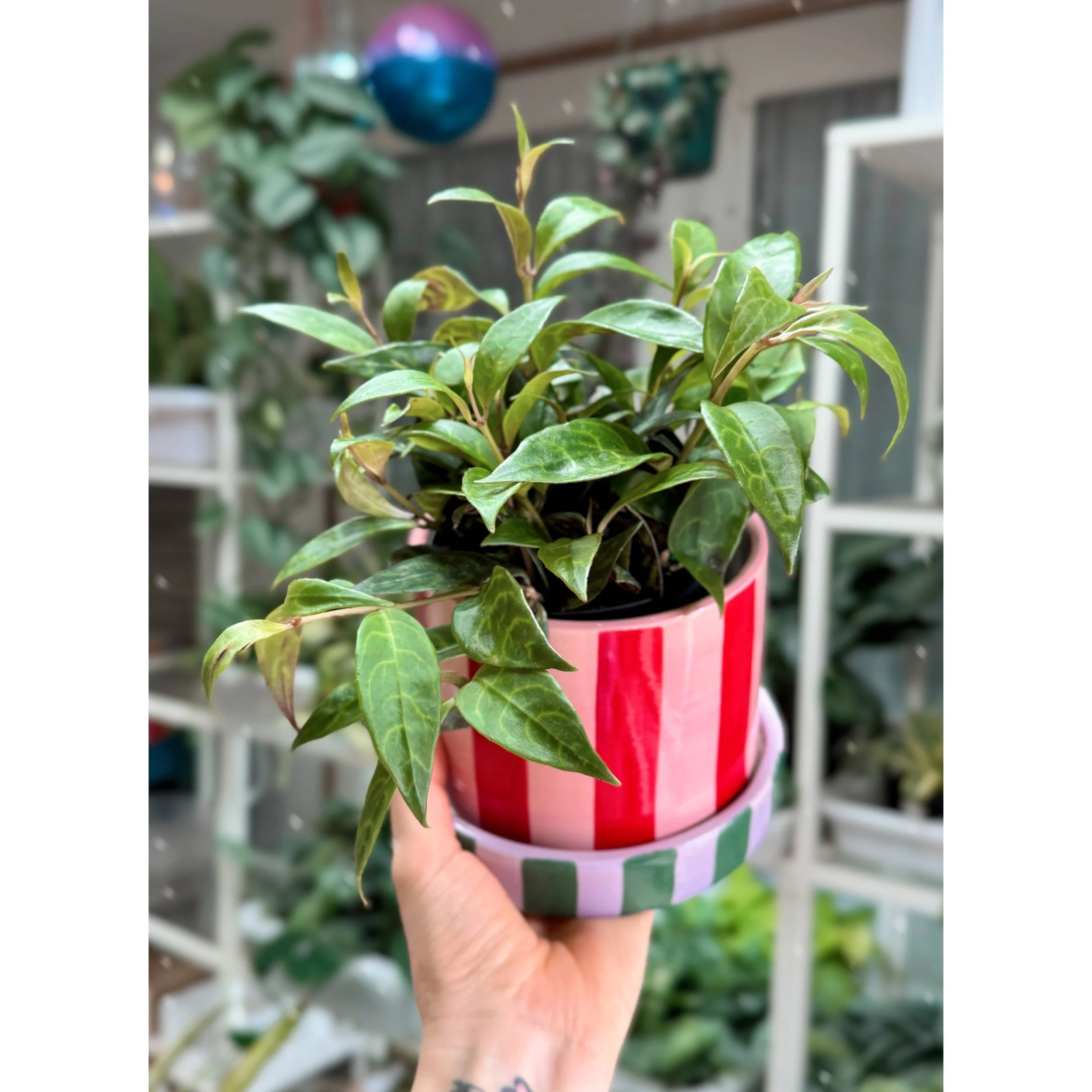 Aeschynanthus Lipstick 'Black Pagoda' in Joyelle Stripe Pot