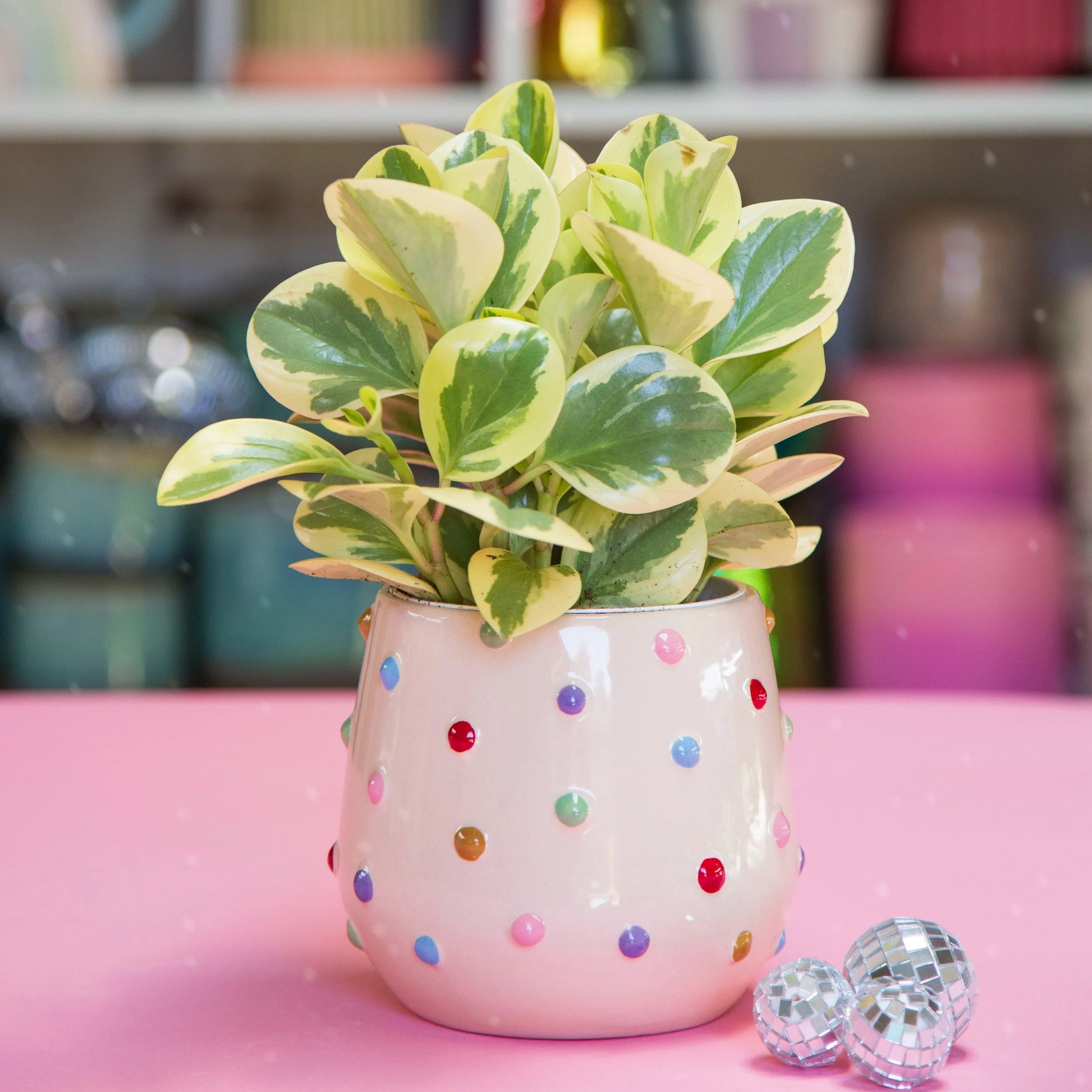 Rainbow Color Dot Pot 4"