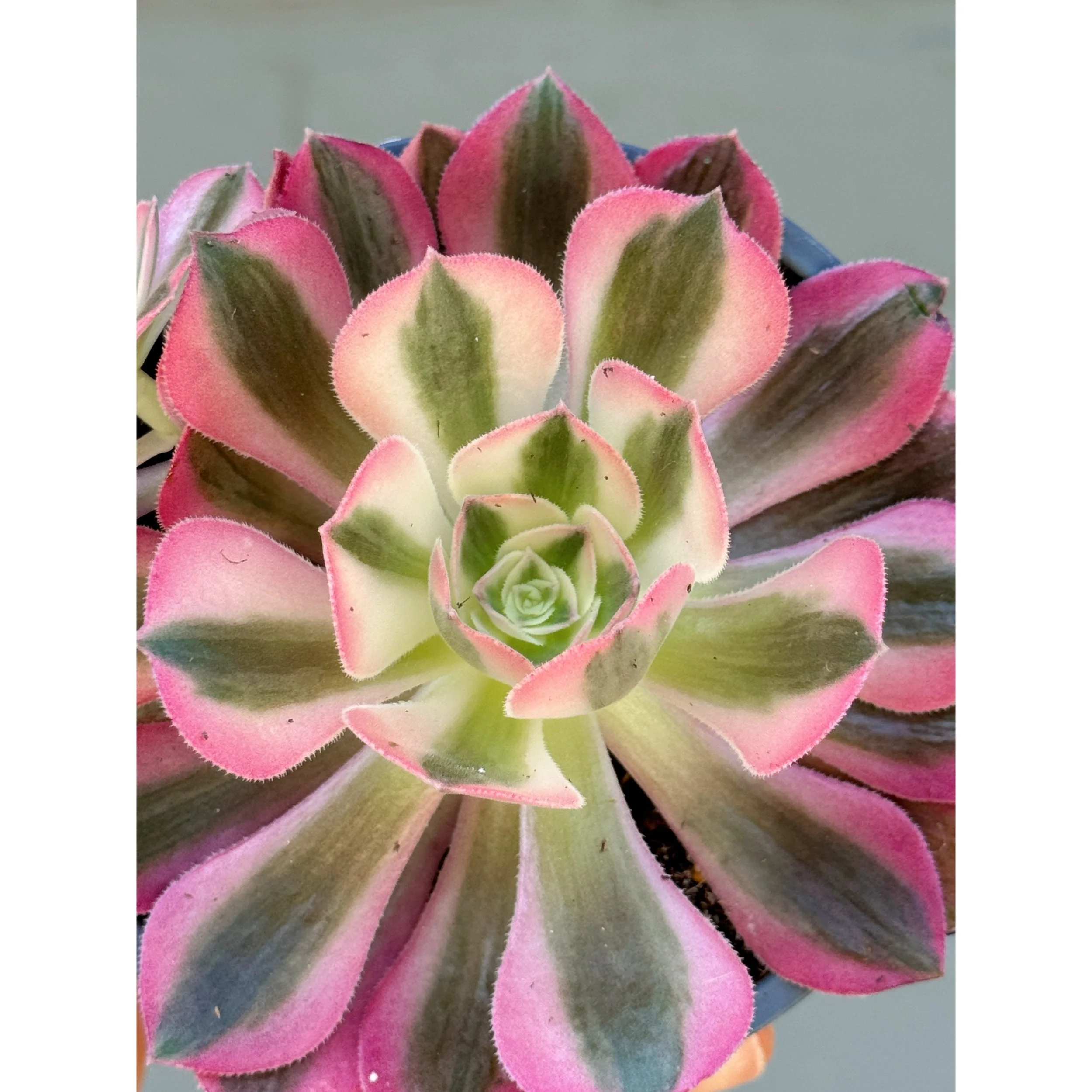 Aeonium 'Pink Witch'