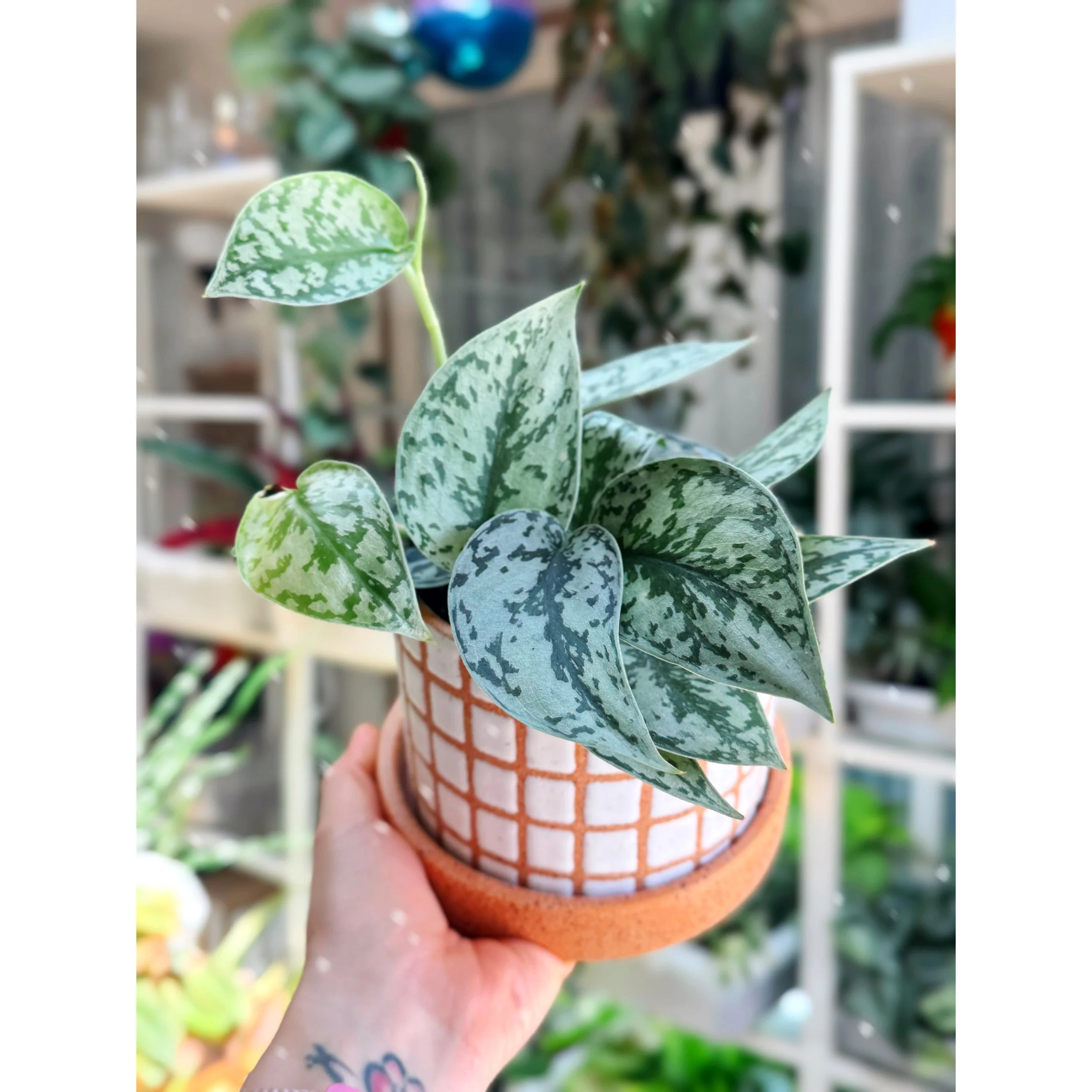 Scindapsus 'Silver Lady' with Gridline Planter