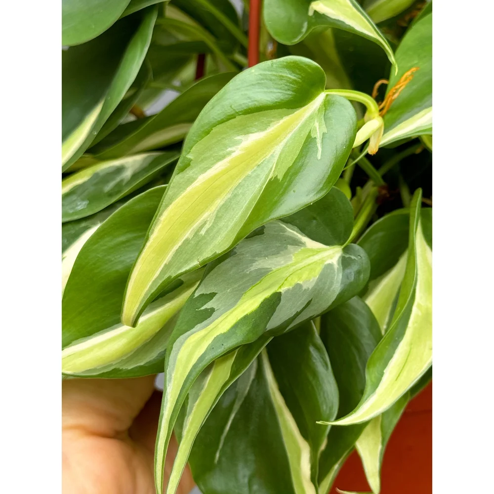 Philodendron Hederaceum 'Rio' 6" HB  Stayin' Alive Succulents