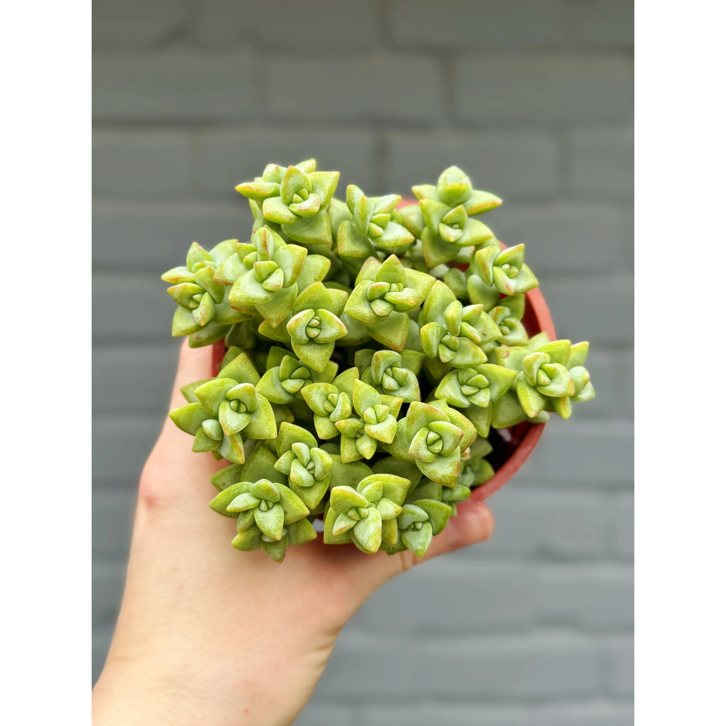 Crassula Rupestris 'Rosary Vine'