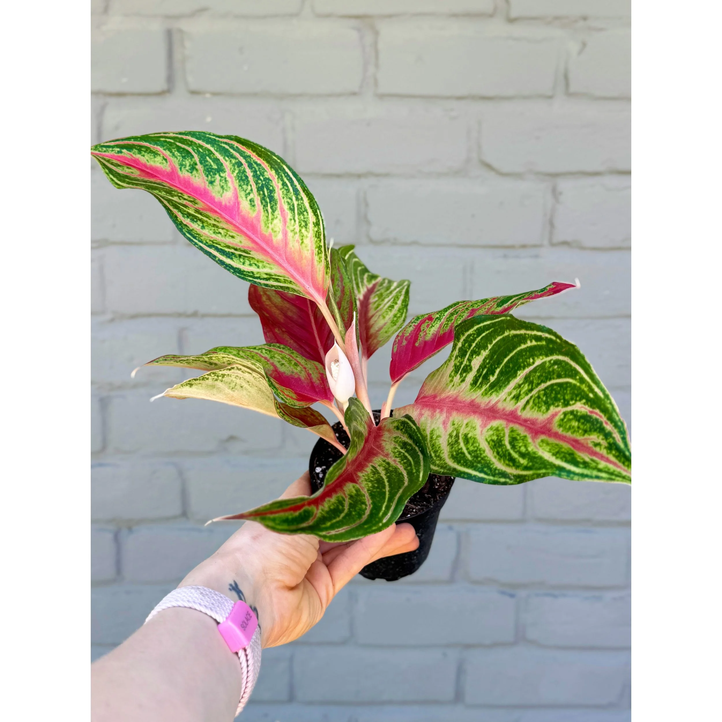 Aglaonema Hybrid 'Red Sunset'