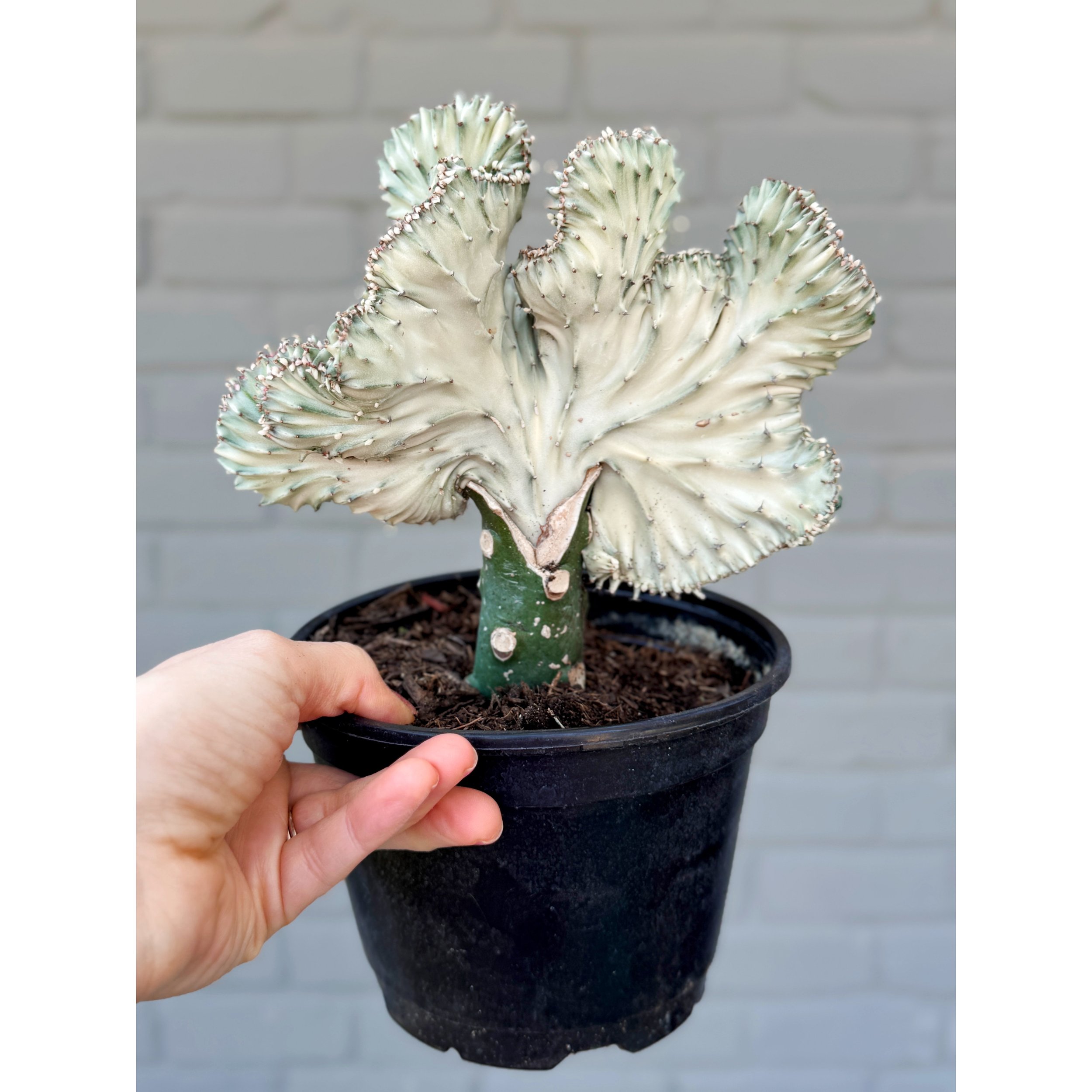Grafted Coral Cactus 'Mermaid Tail' Silver/White