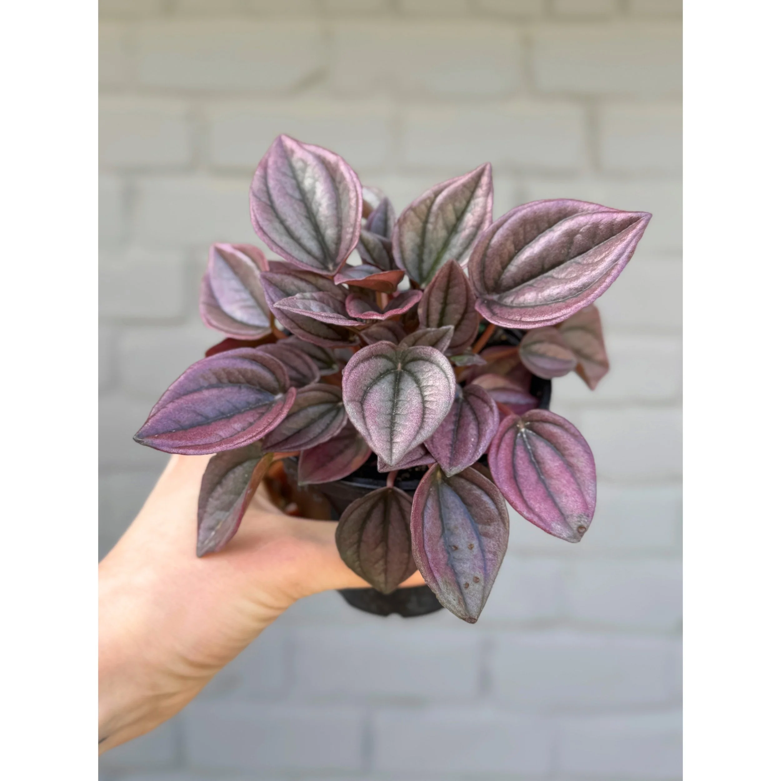 Peperomia Caperata 'Cayenne'