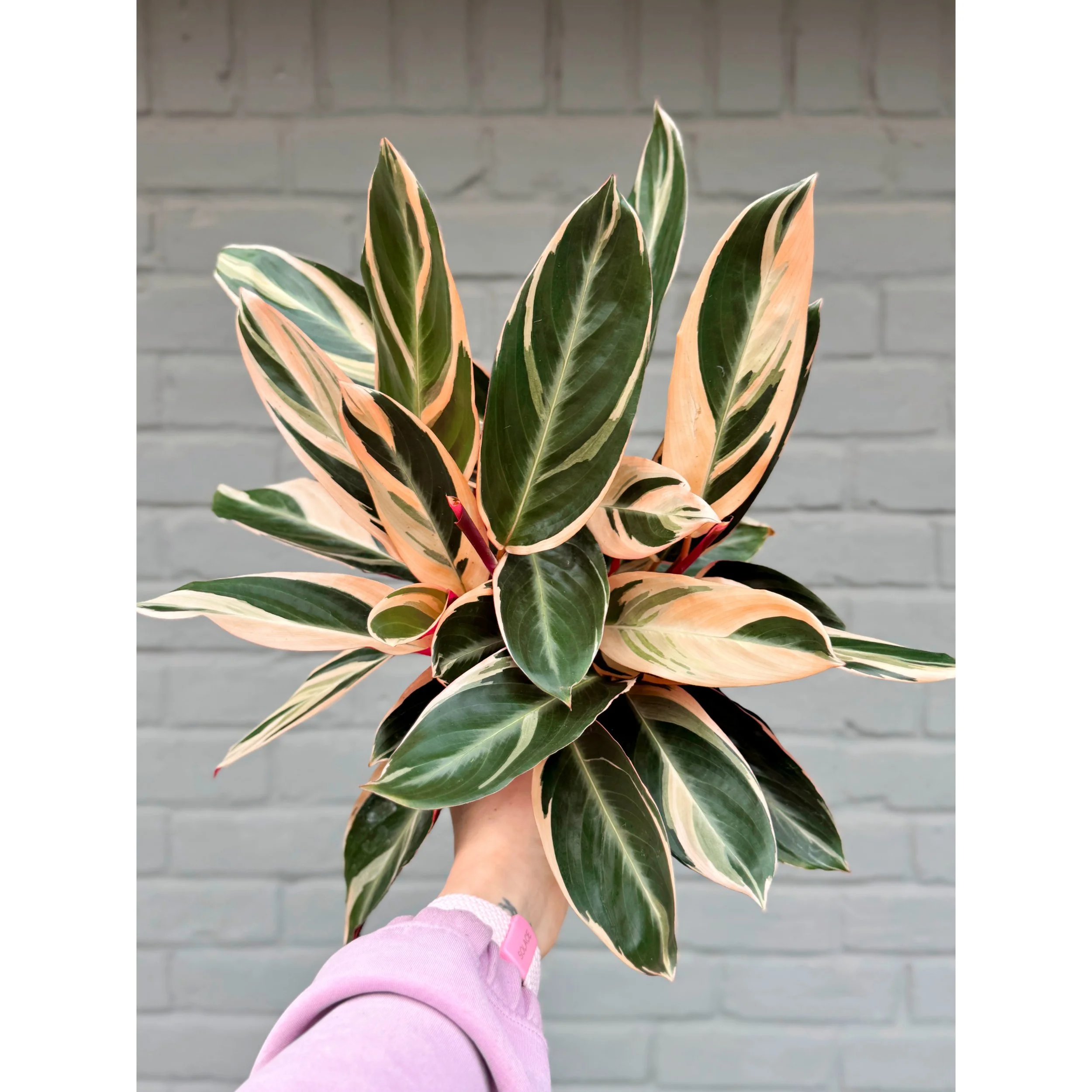 Stromanthe 'Triostar' 6”