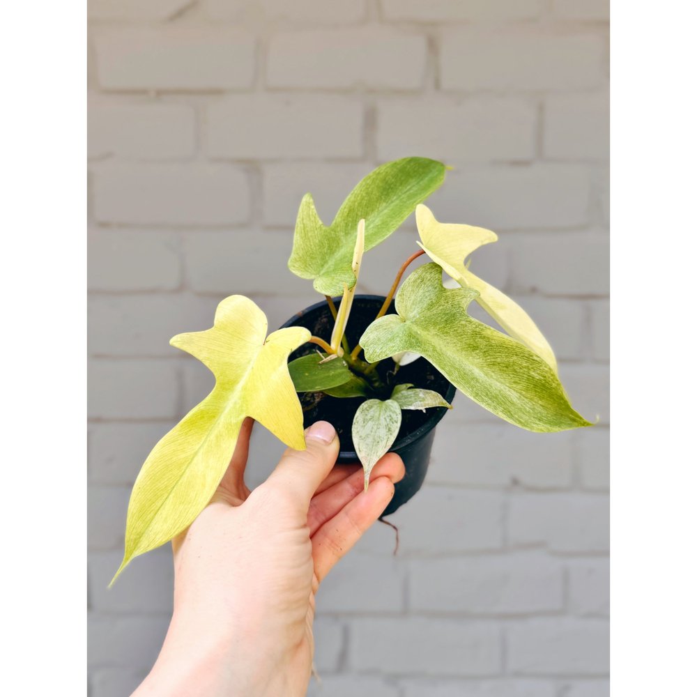 Philodendron 'Florida Ghost Mint' 4"  Stayin' Alive Succulents