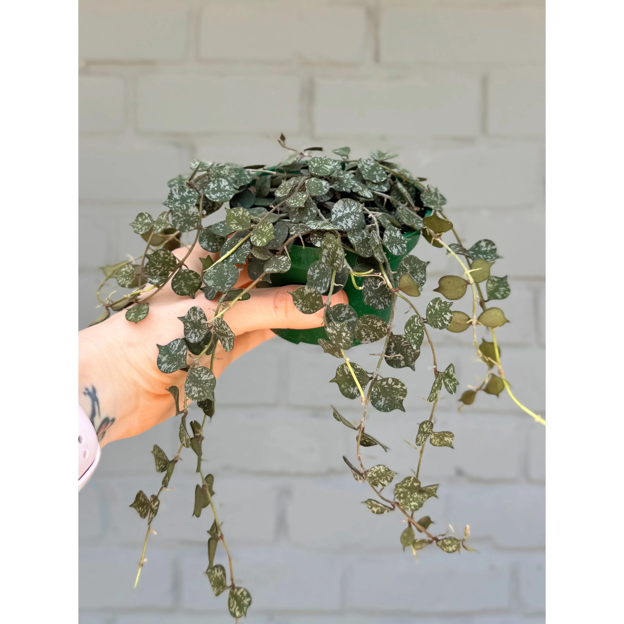 Hoya Curtisii