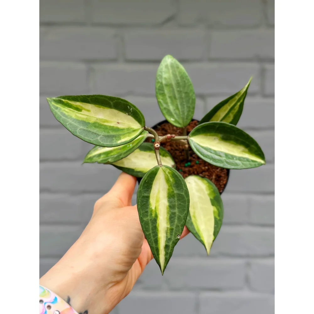 monstera künstlich Monstera Künstliche Pflanze auf Stamm 150 cm main image 1