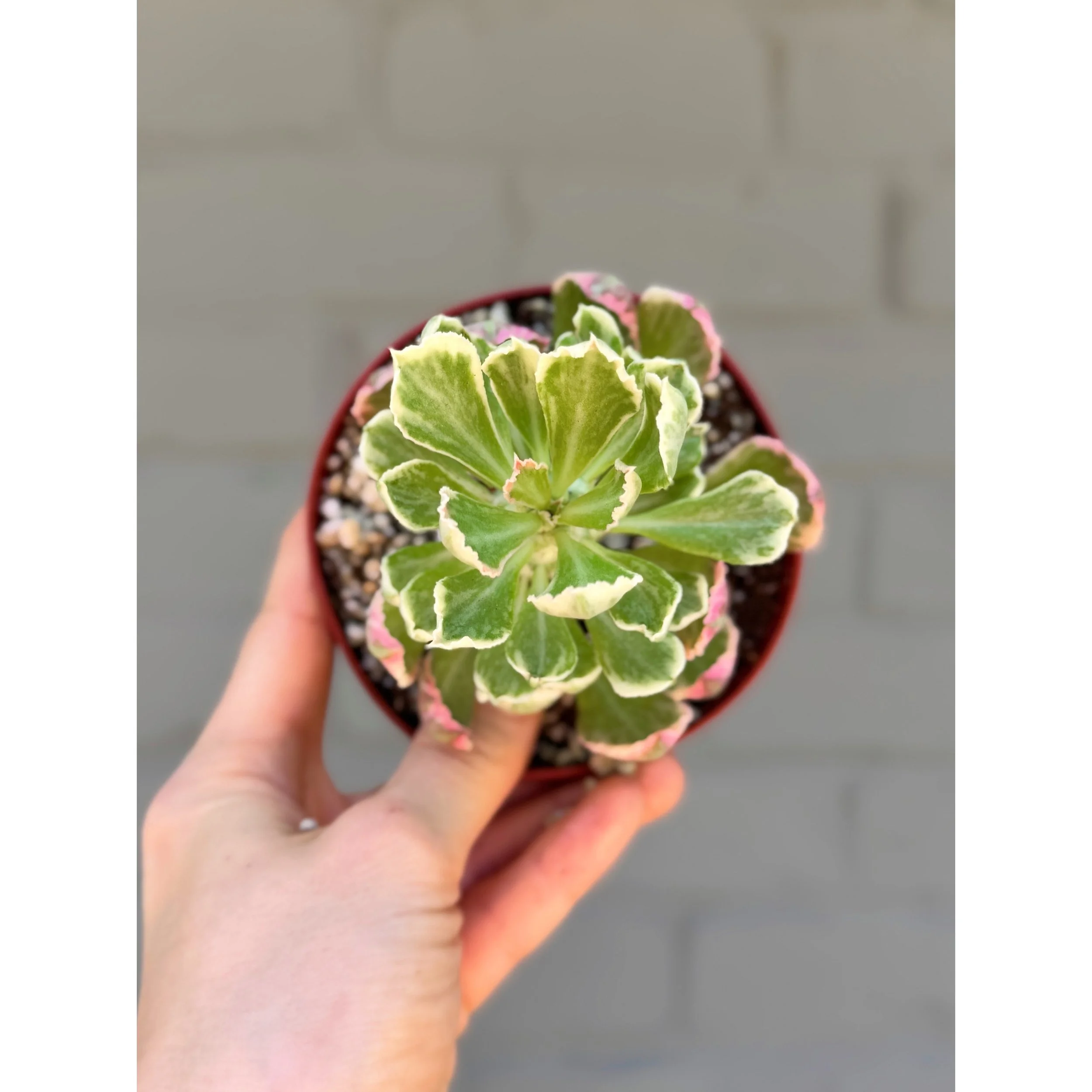 Euphorbia Variegated 'Ritchiei'