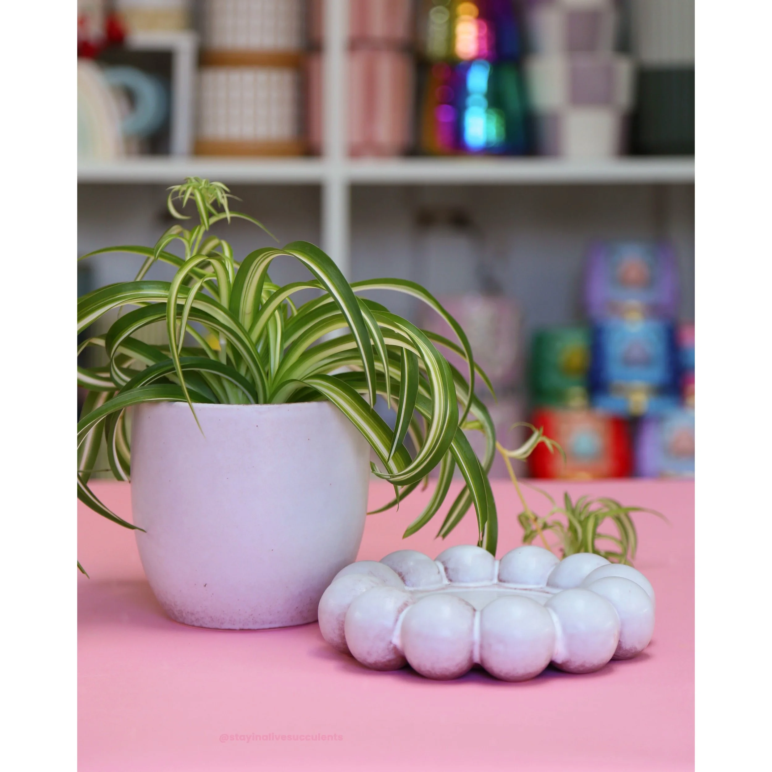 Lilac Pearl Pot with Saucer with Spider Plant