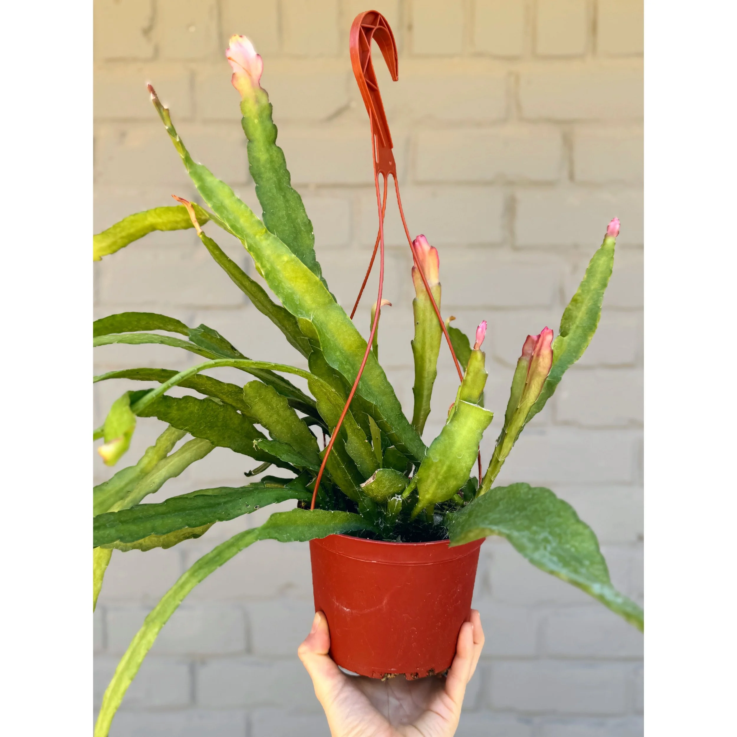 Epiphyllum Disocactus Ackermannii 'Orchid Cactus' 6" HB