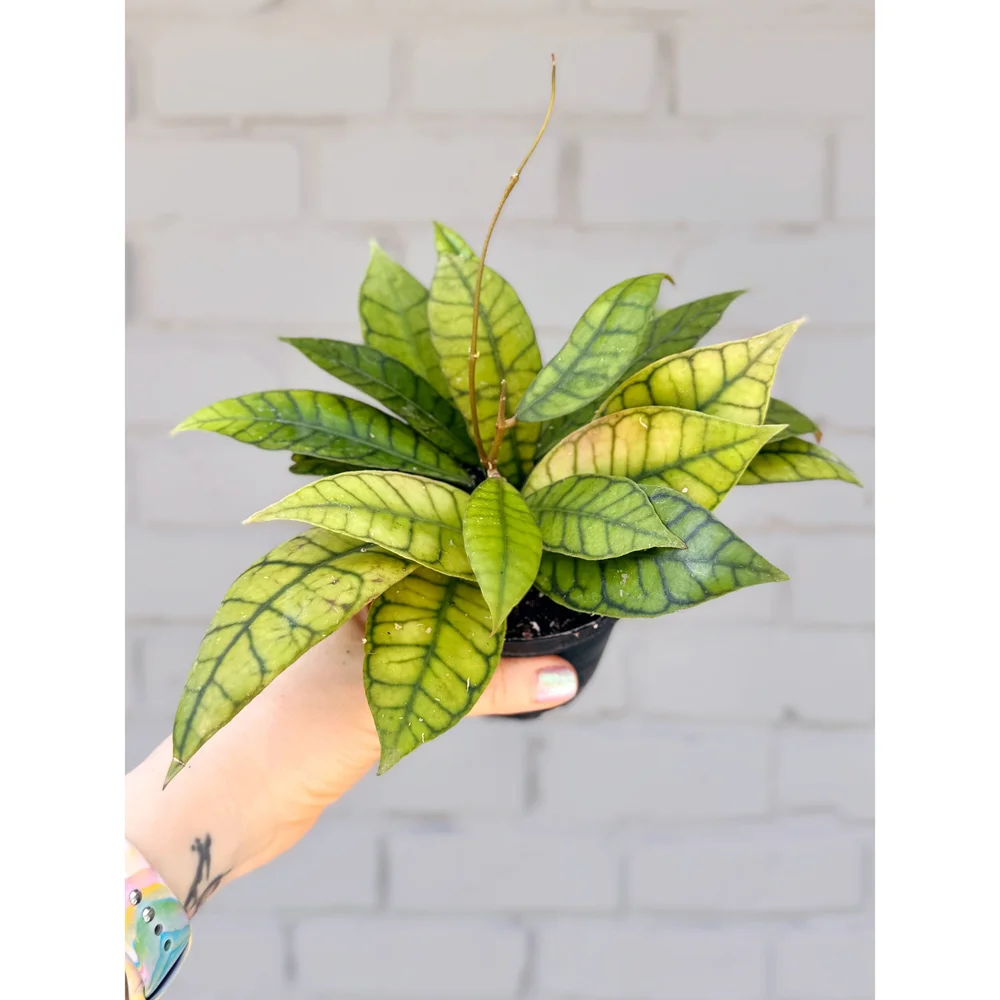 Hoya Callistophylla 4