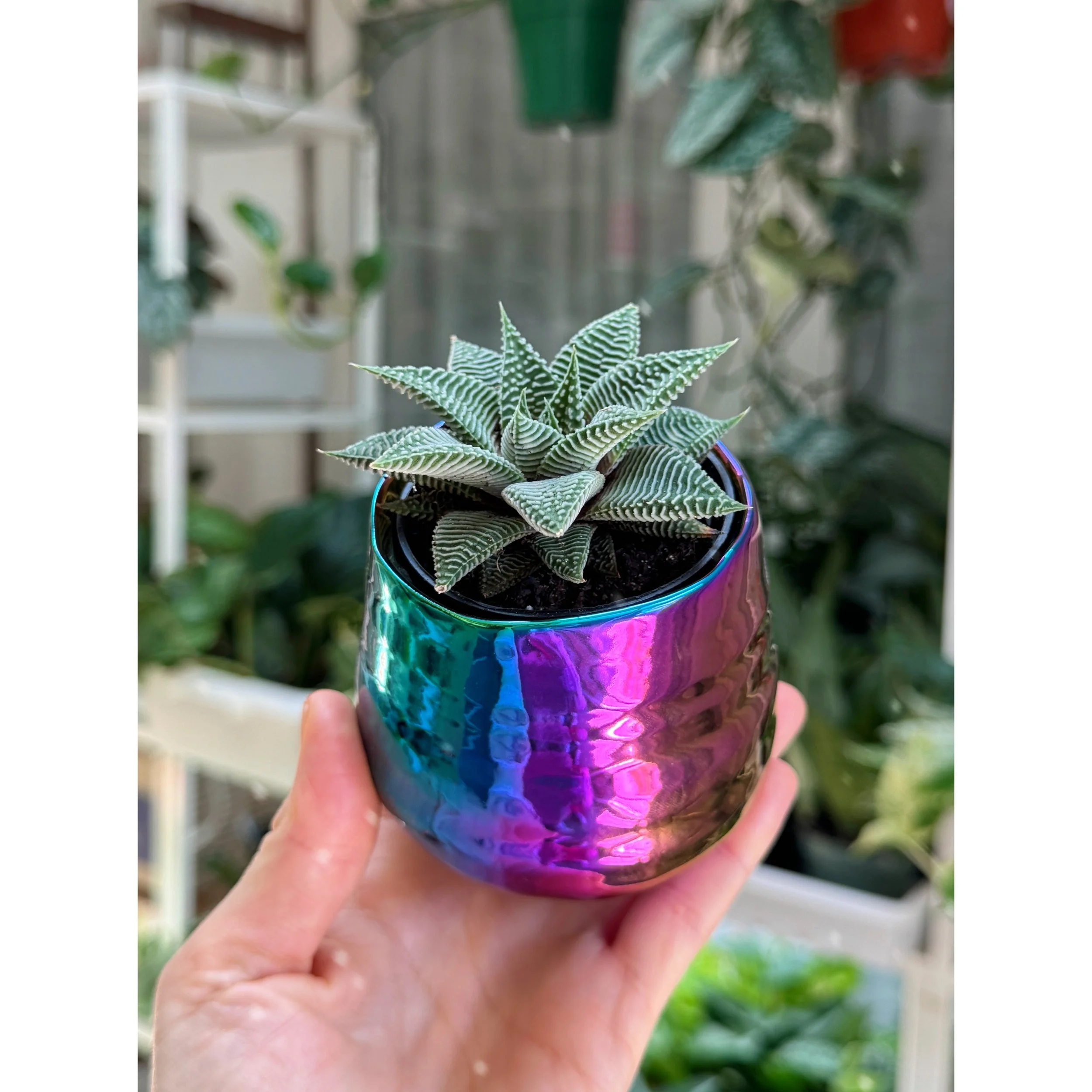 Haworthia Miami in Tegan Rainbow Pot