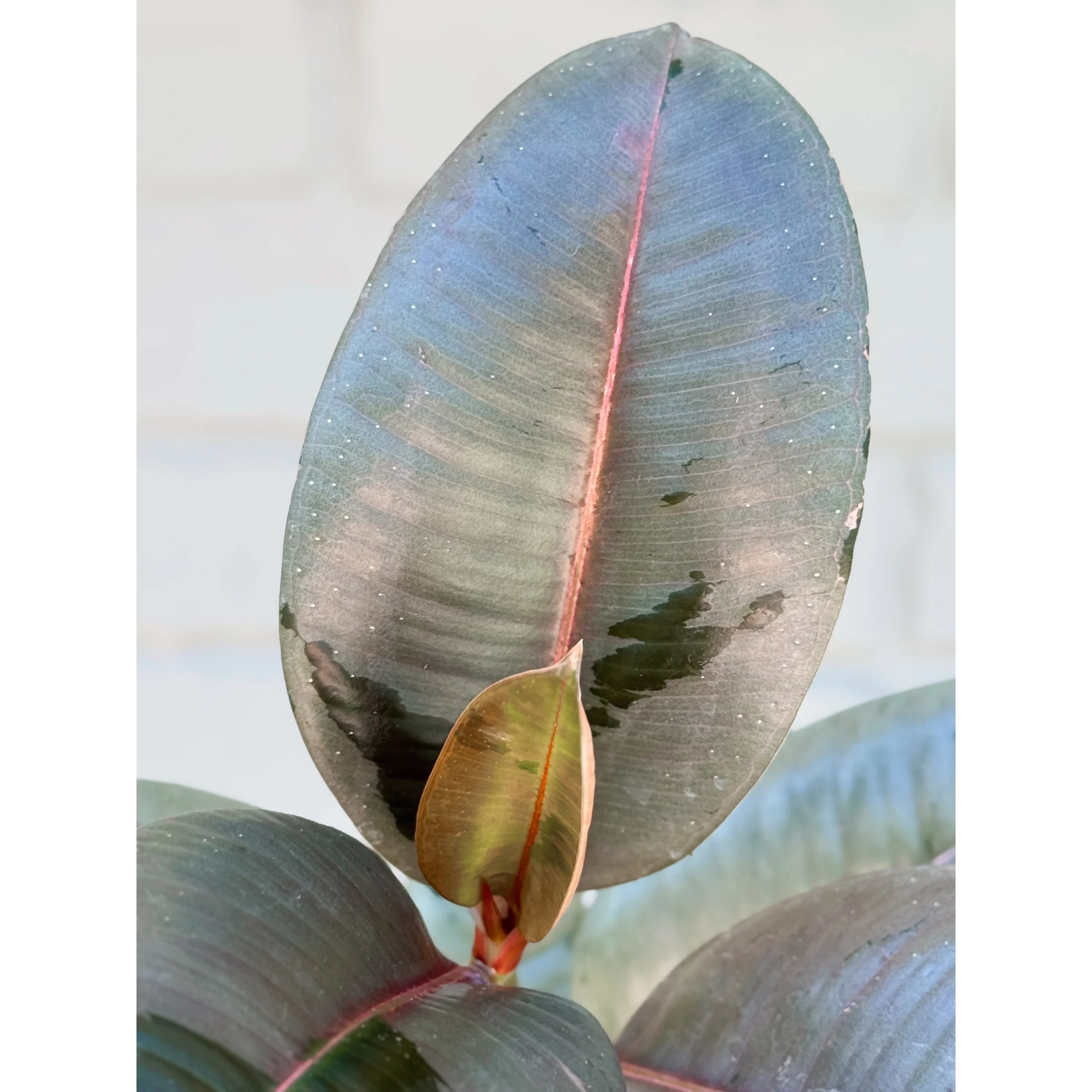 Ficus Elastica 'Fireworks'