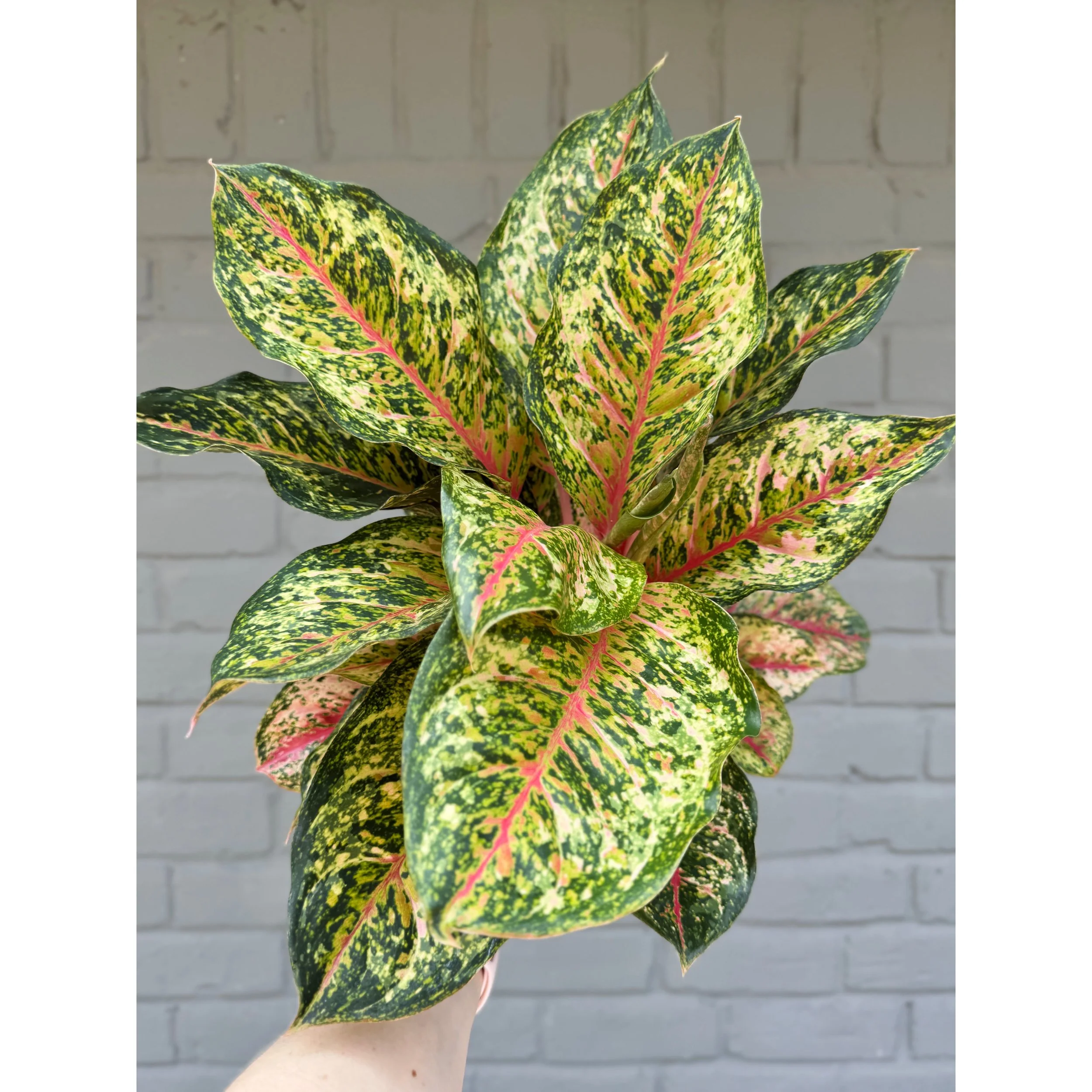 Aglaonema Hybrid 'Crosby's Christmas'