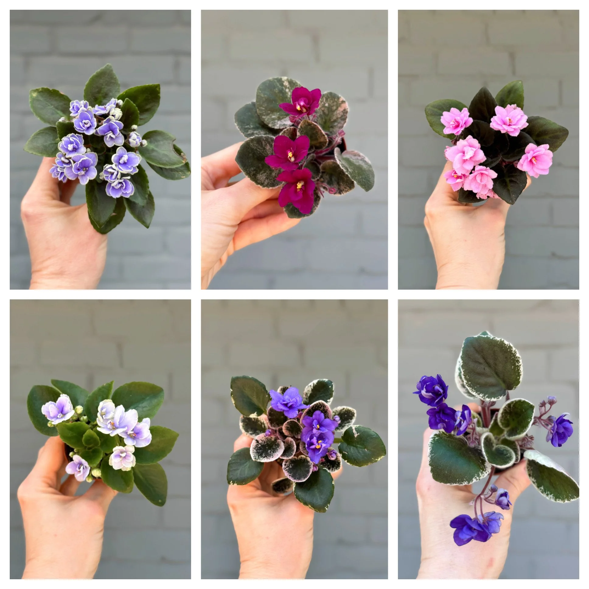 Variegated & Regular African Violets Assorted 2.5"