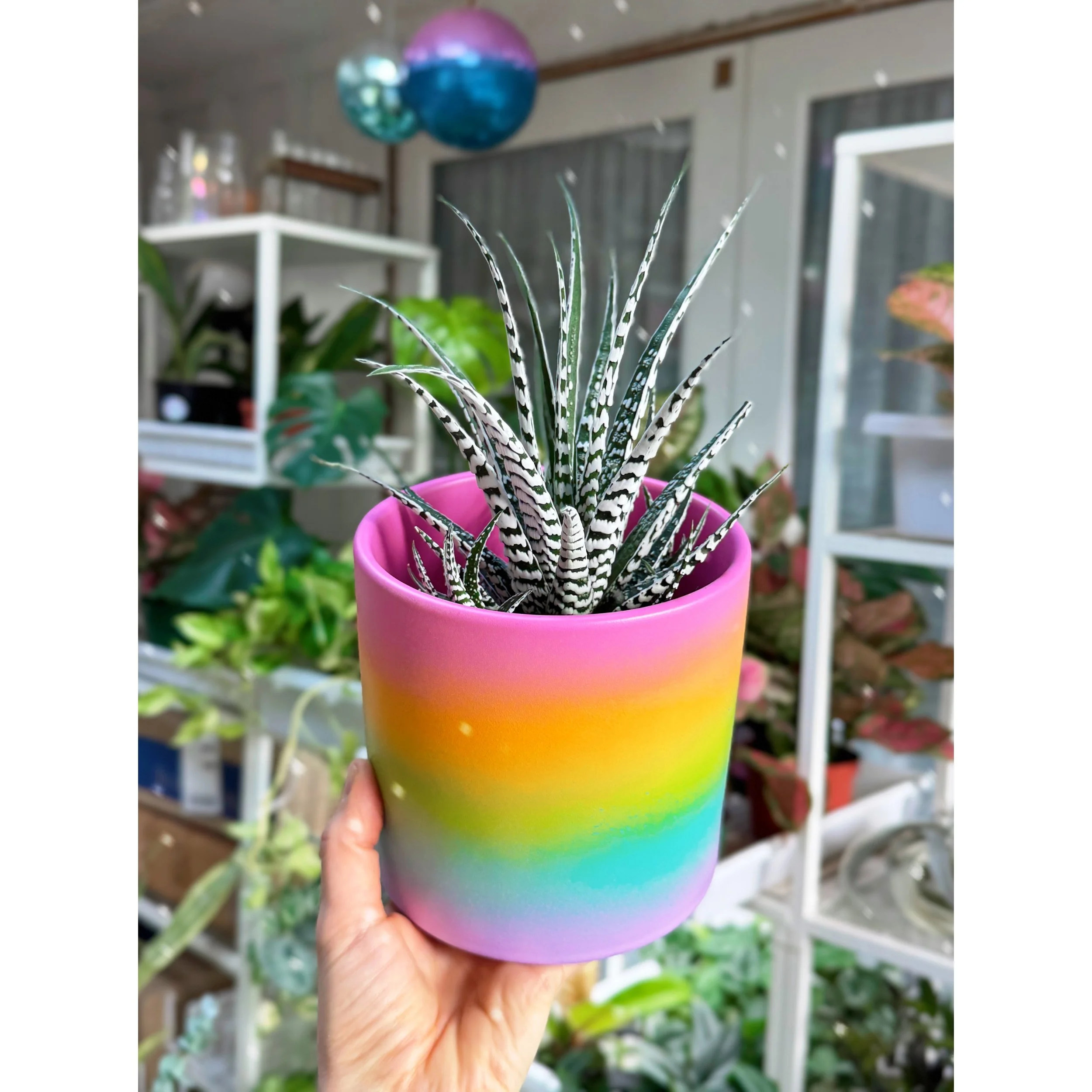 Haworthia Attenuata 'Zebra' Extra White in Rainbow Ombre Pot