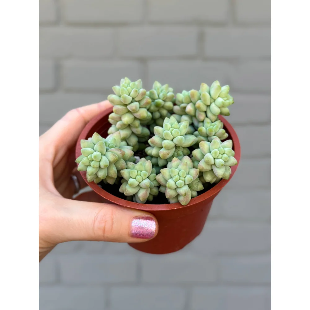peperomia plant Peperomia main image 0