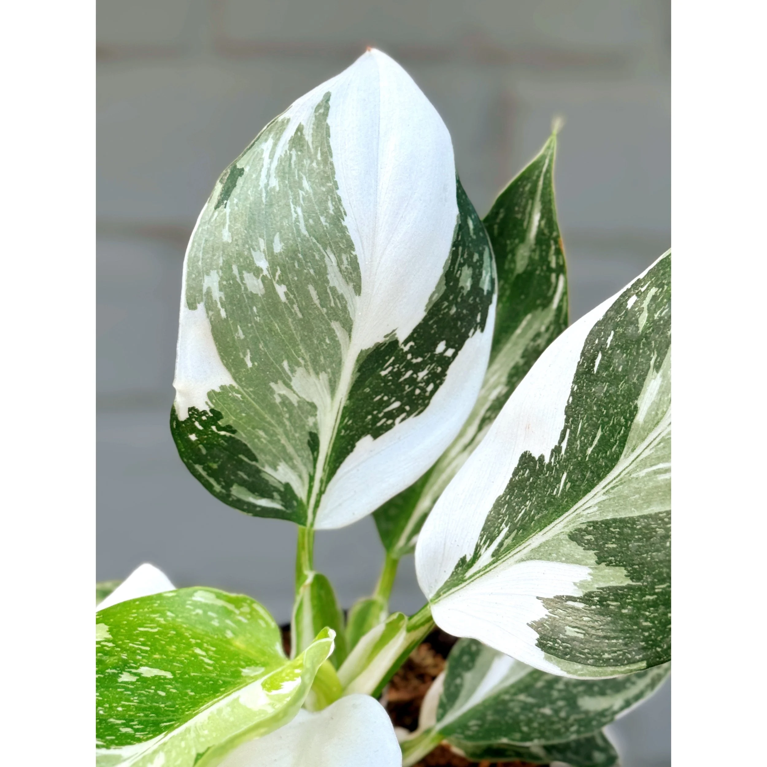 Philodendron 'White Wizard'