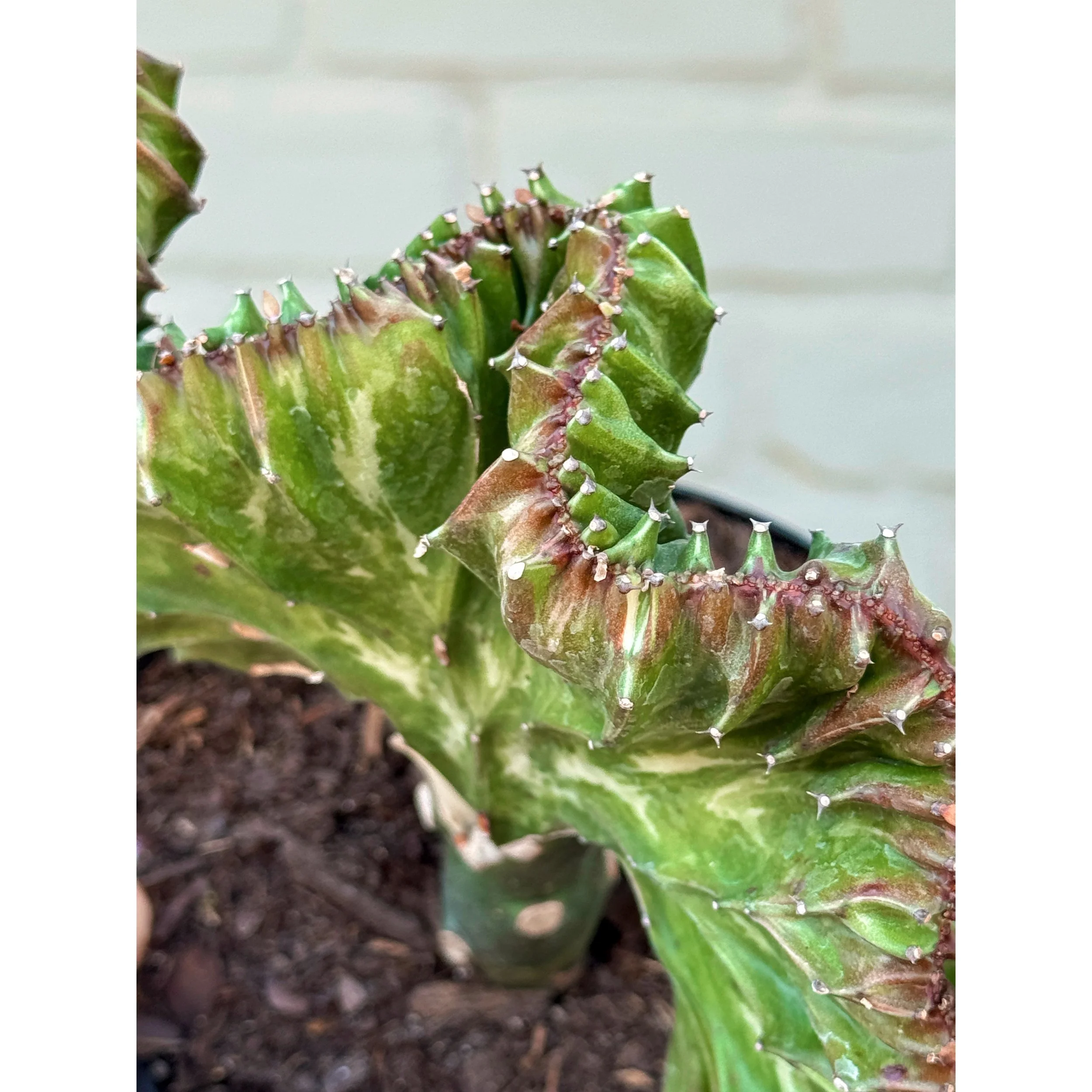 Grafted Coral Cactus 'Mermaid Tail' Burgundy/Green
