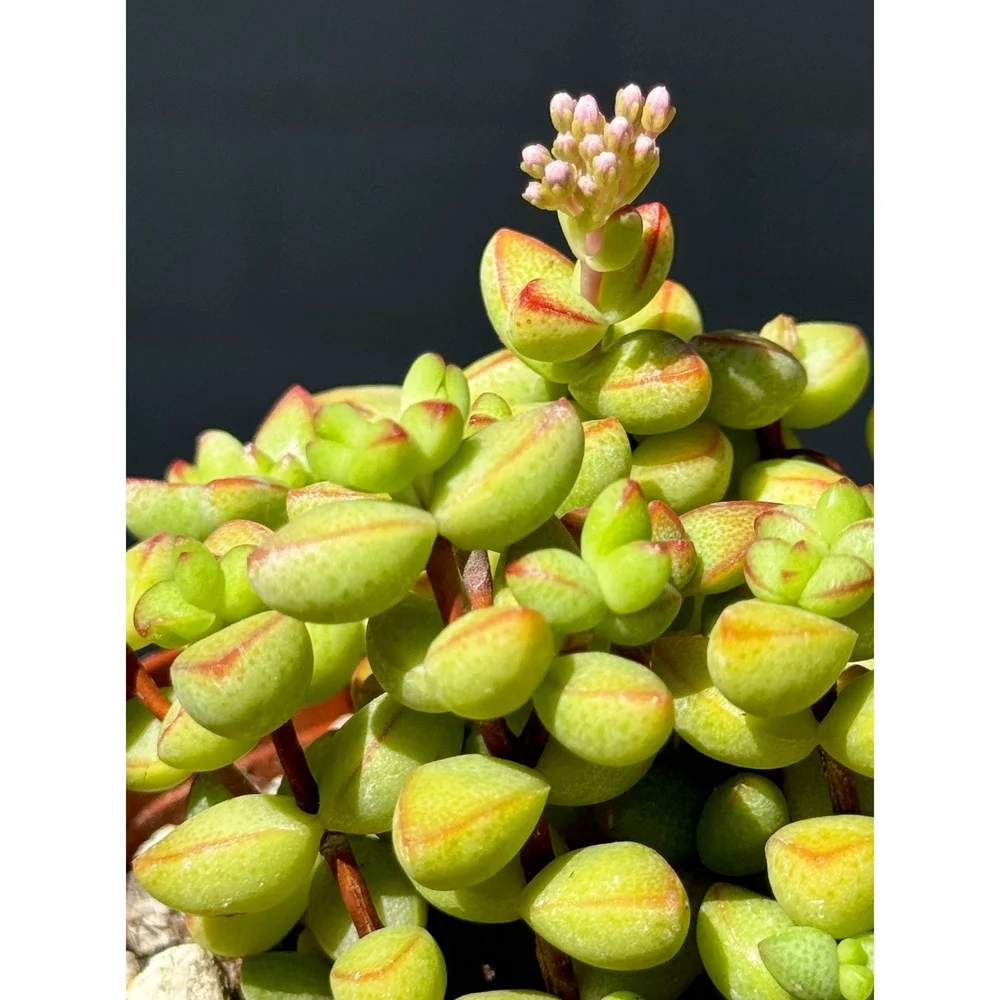 spider plant mold Squash Blossom Spider Mold ©️ – Ramblin Darlin main image 1