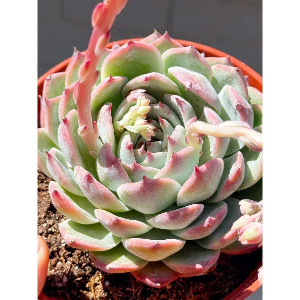 Echeveria Colorata 6