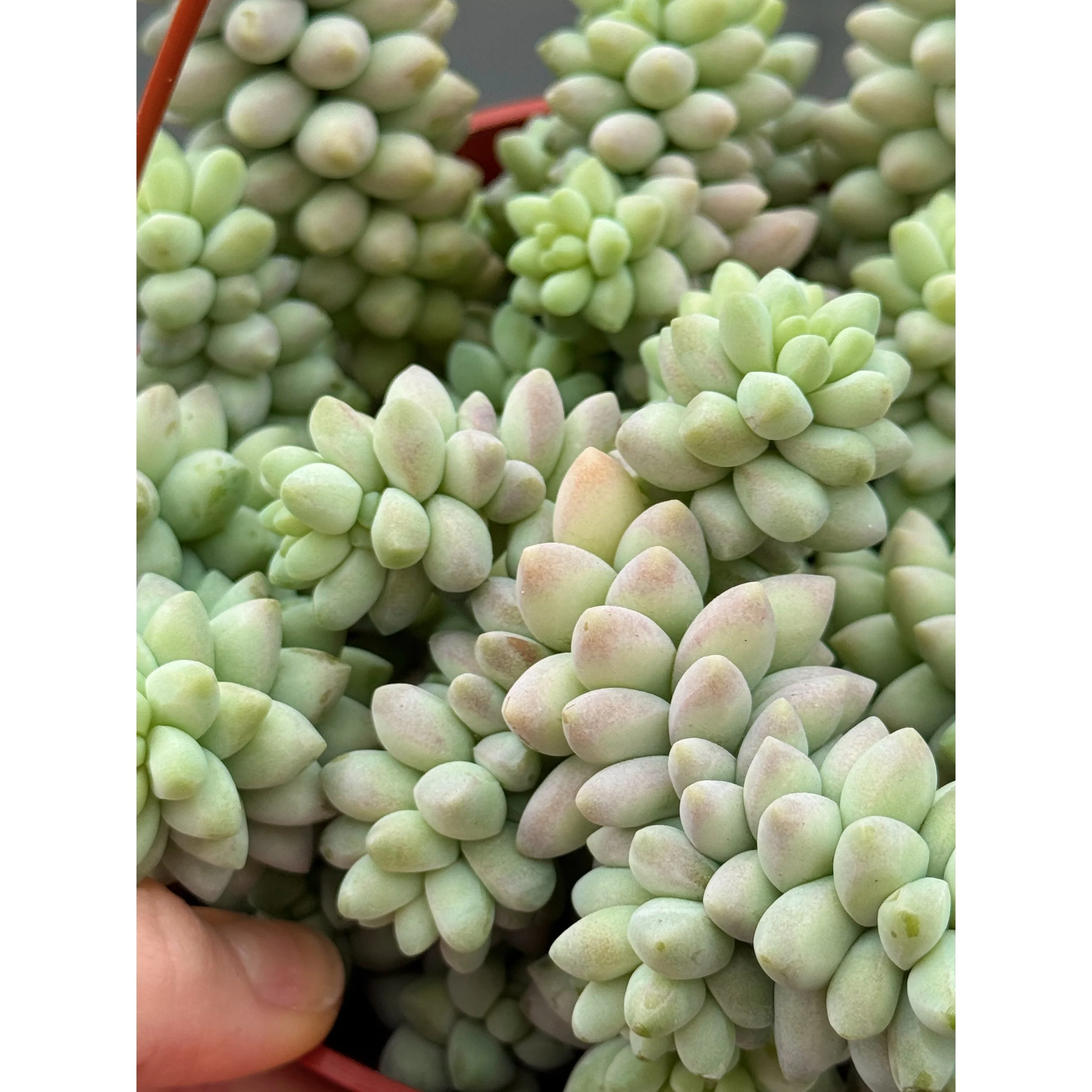 Sedum Morganianum 'Donkey Tail'